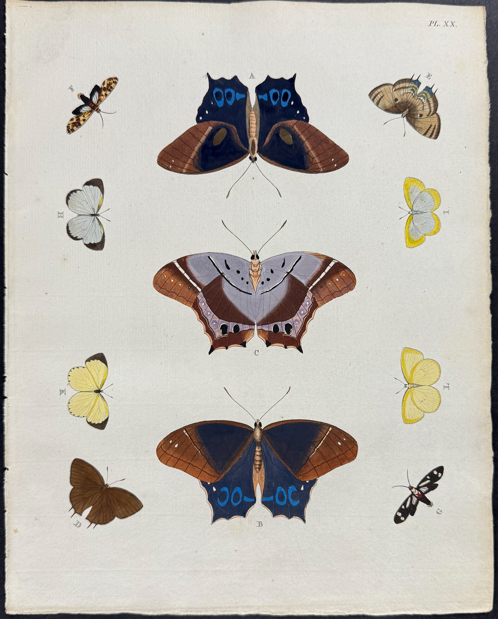 Butterfly & Moth
