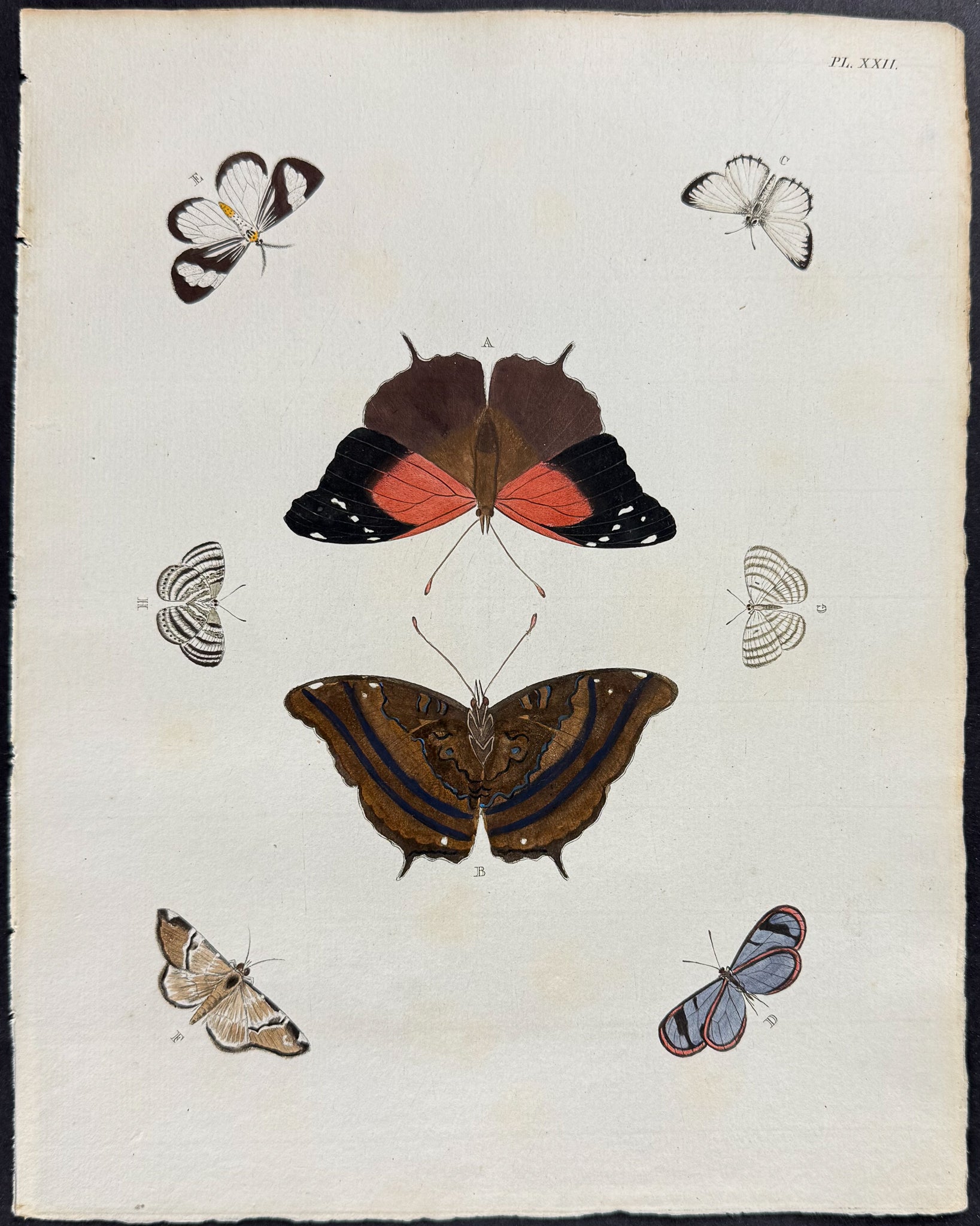 Butterfly & Moth