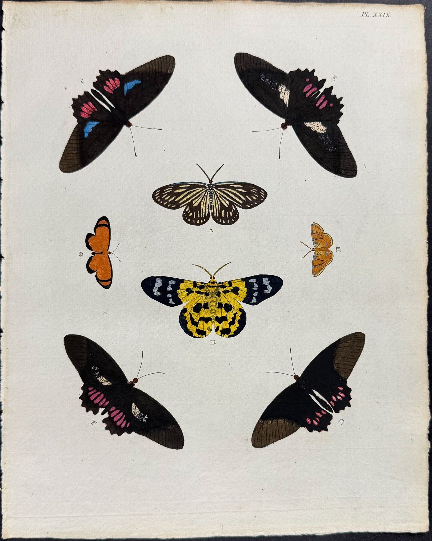 Butterfly & Moth