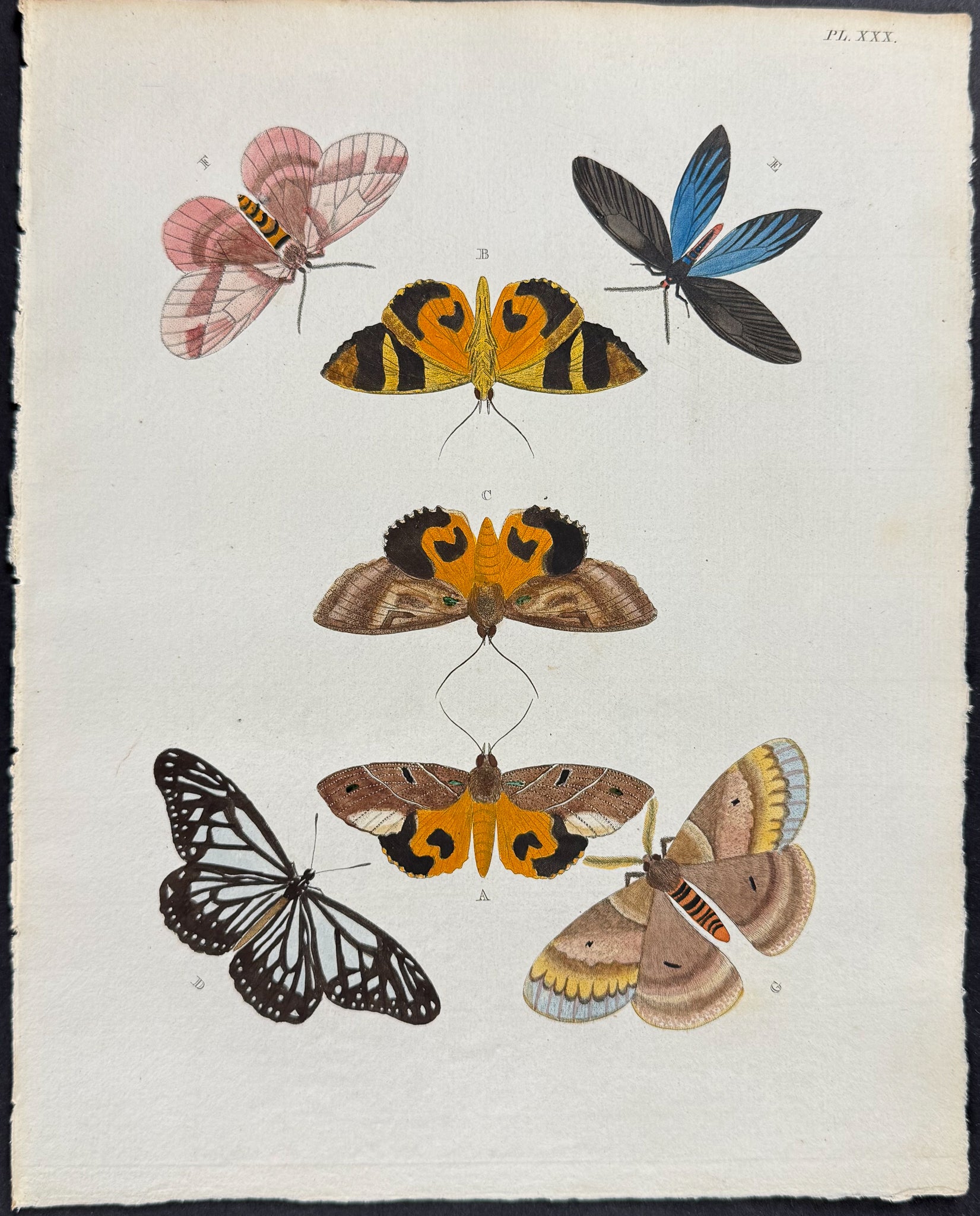 Butterfly & Moth