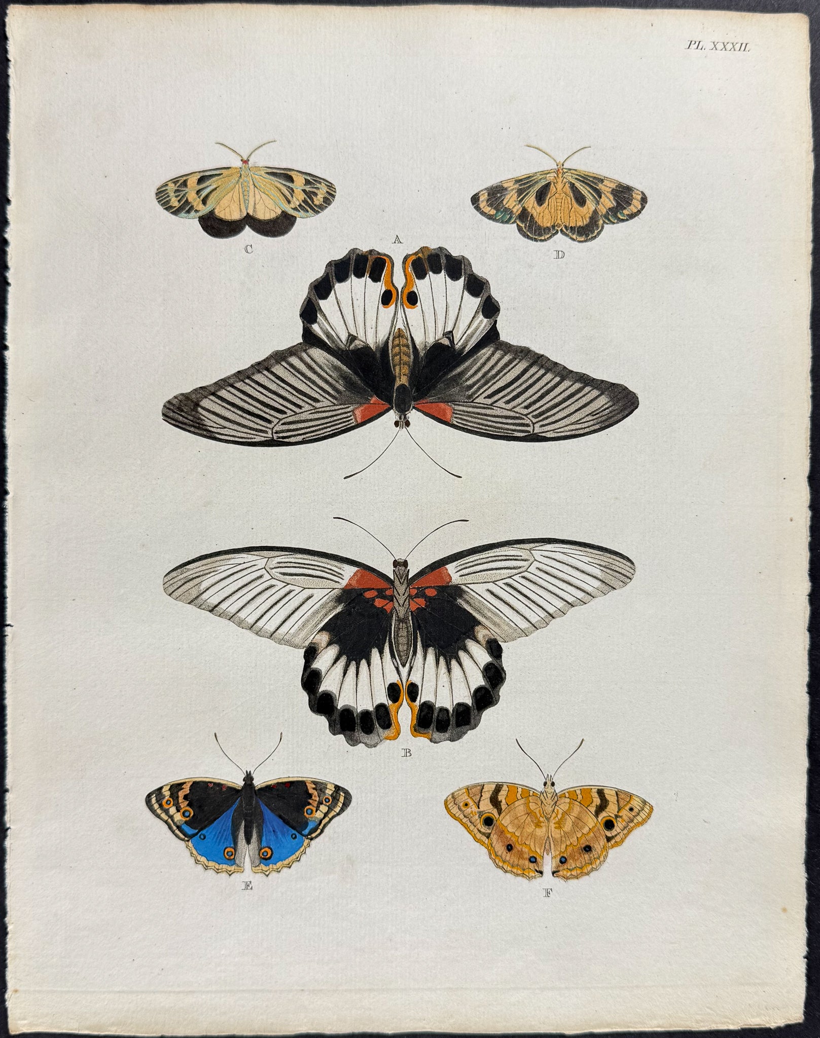 Butterfly & Moth