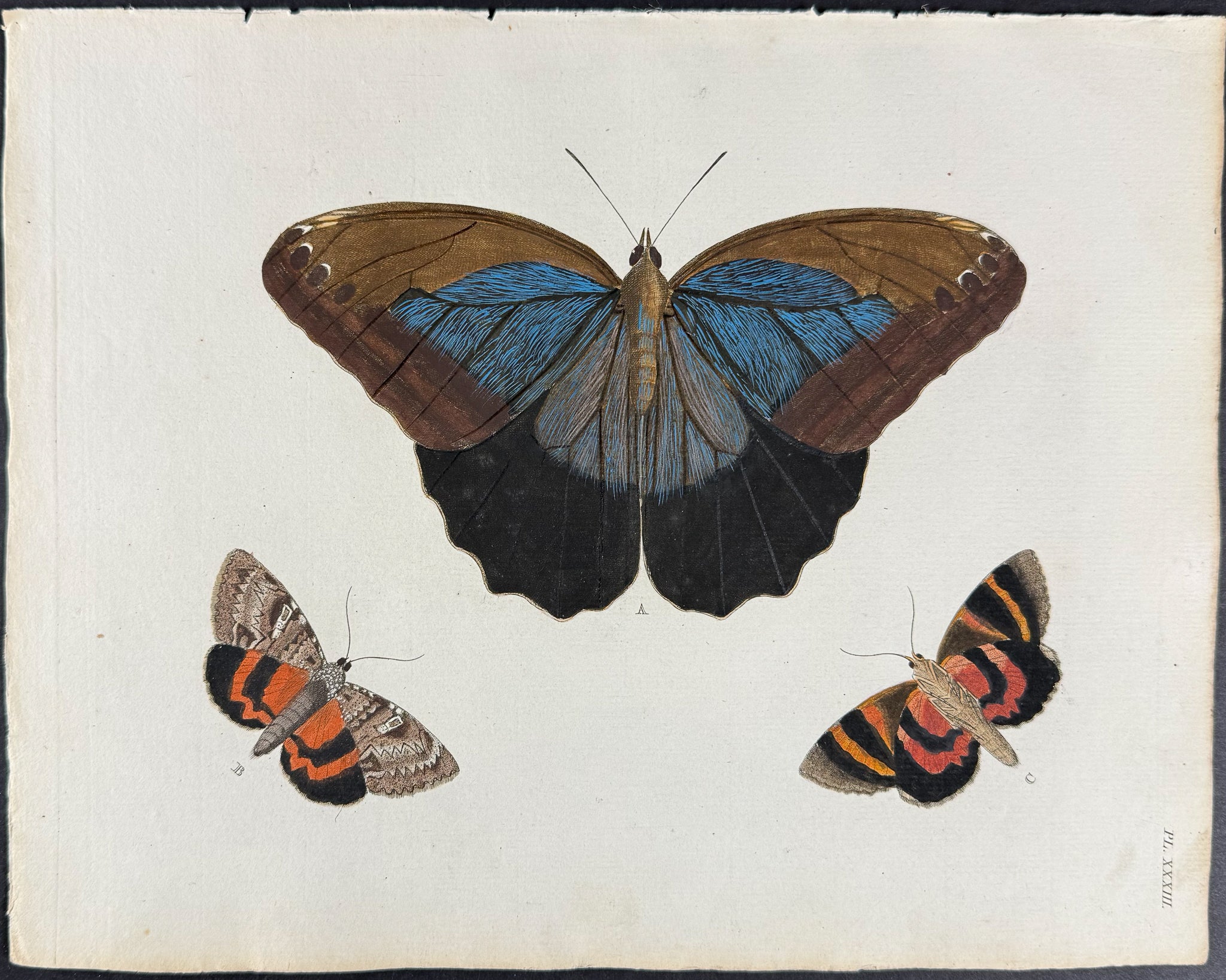Butterfly & Moth