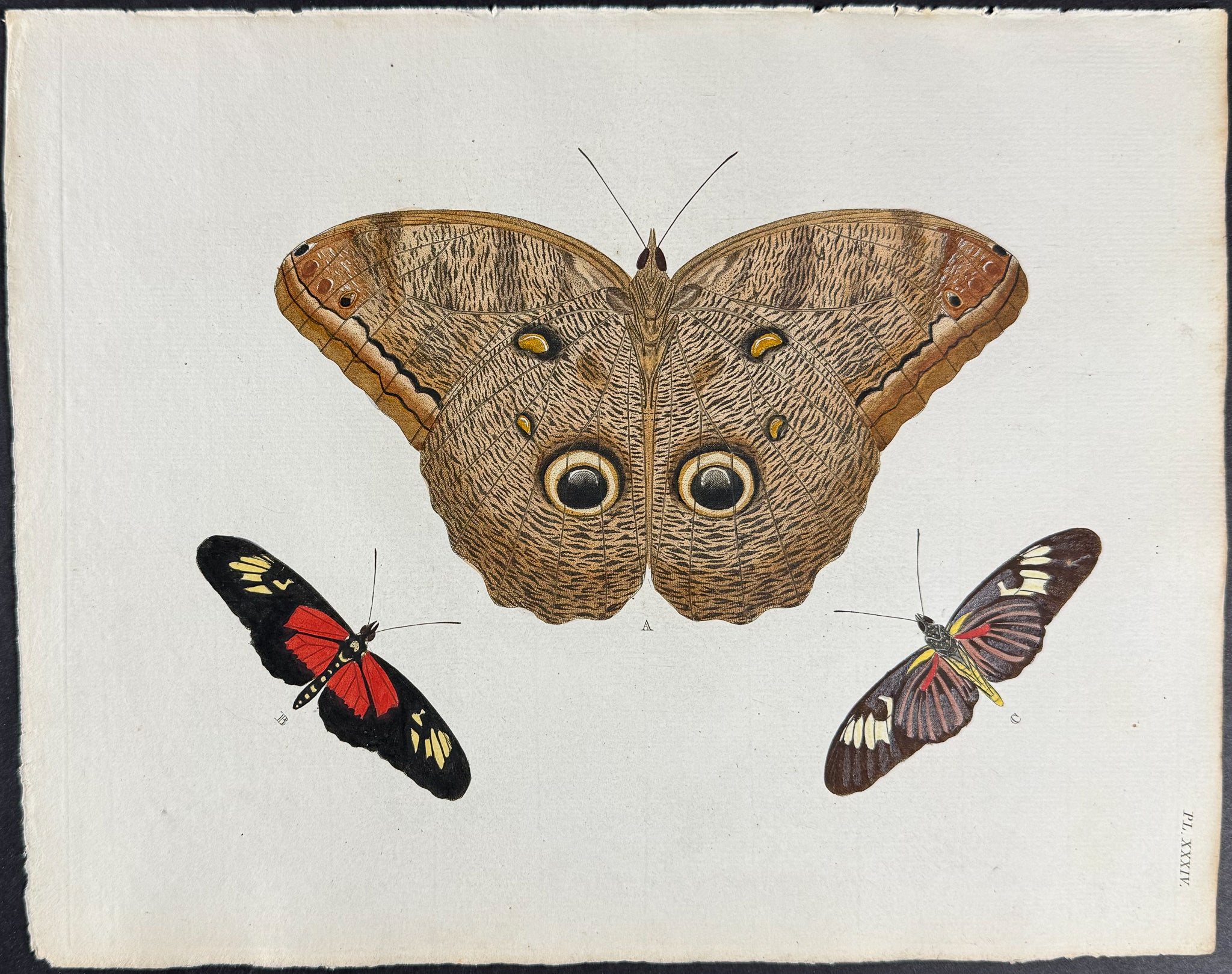 Butterfly & Moth