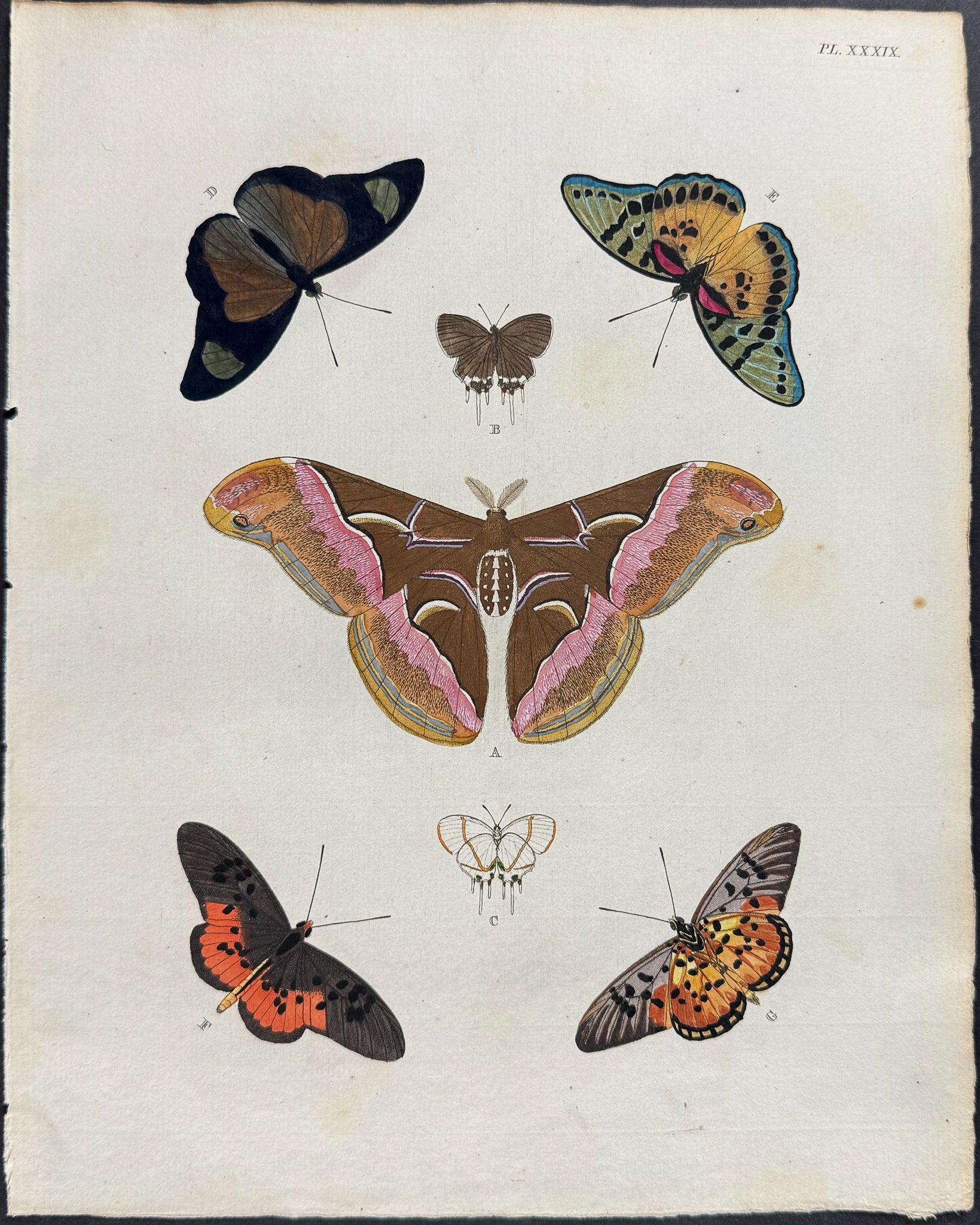 Butterfly & Moth