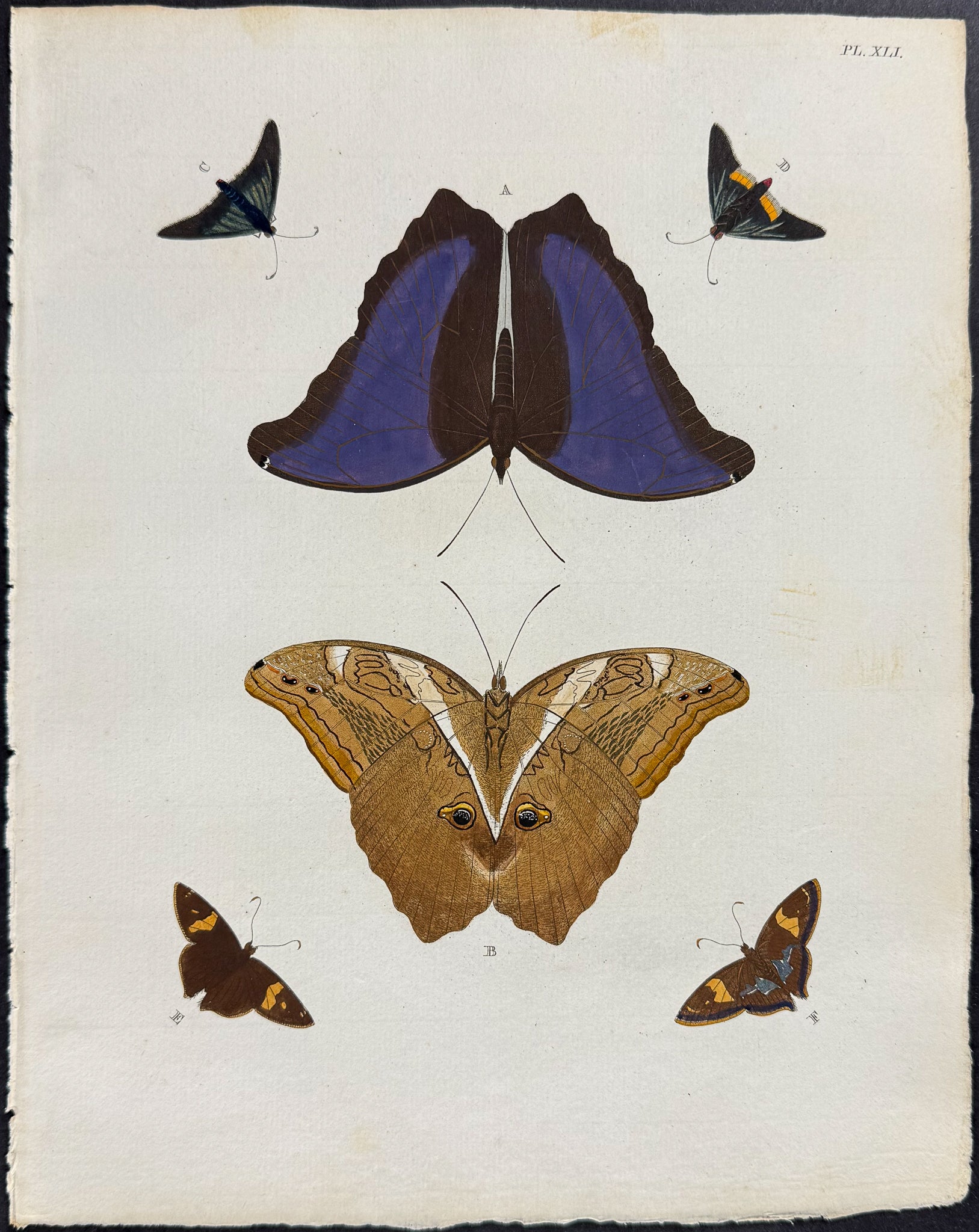 Butterfly & Moth