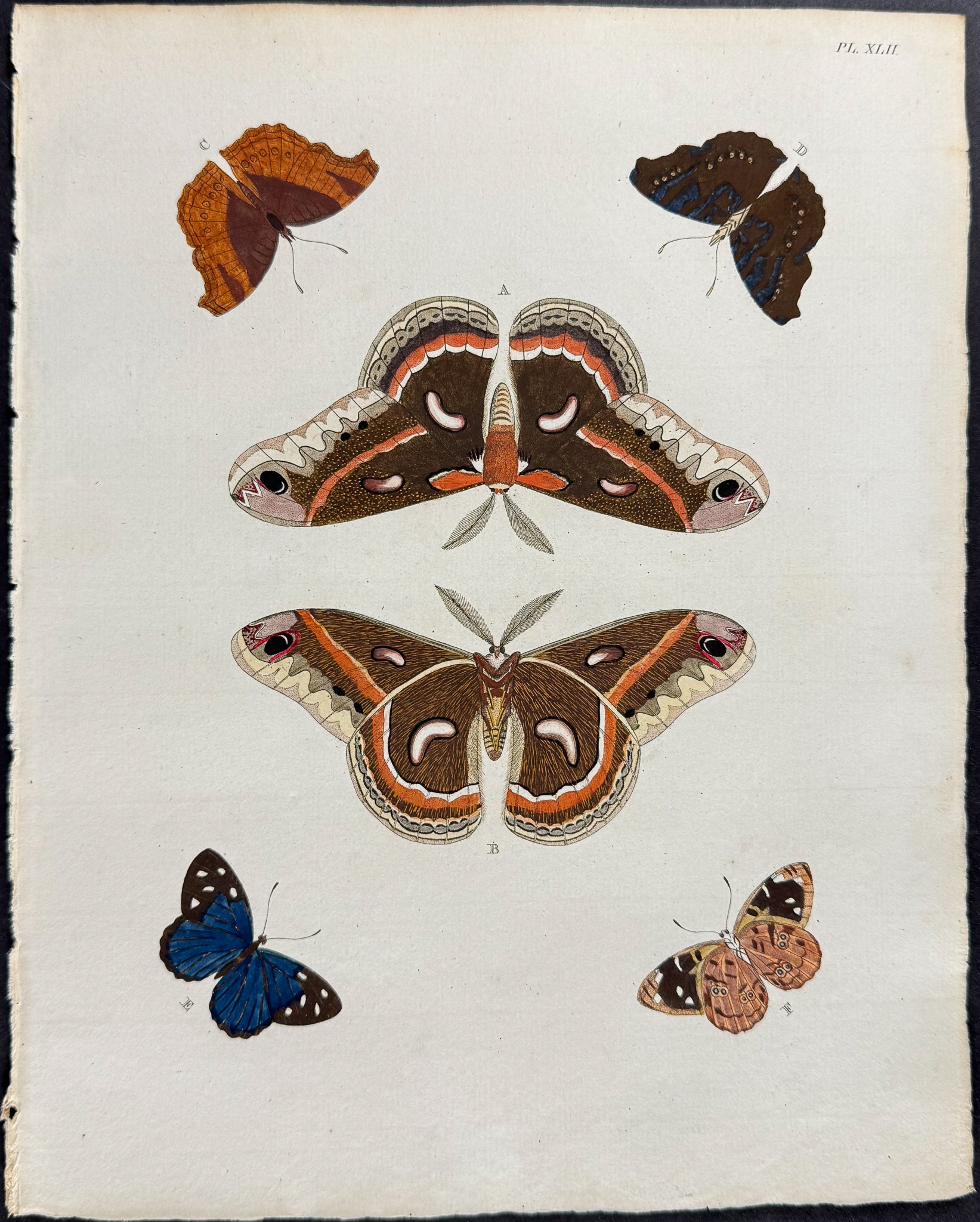 Butterfly & Moth