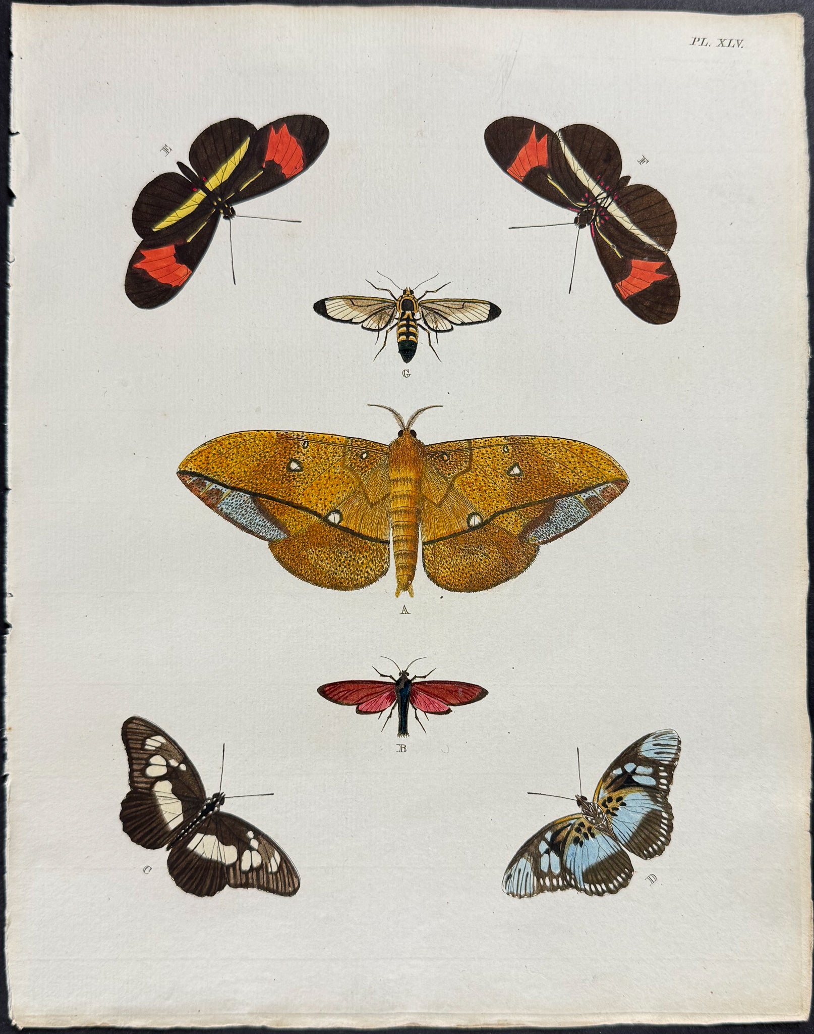 Butterfly & Moth