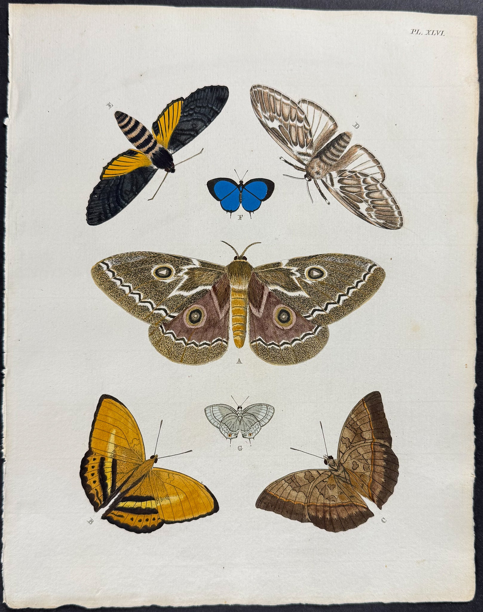 Butterfly & Moth