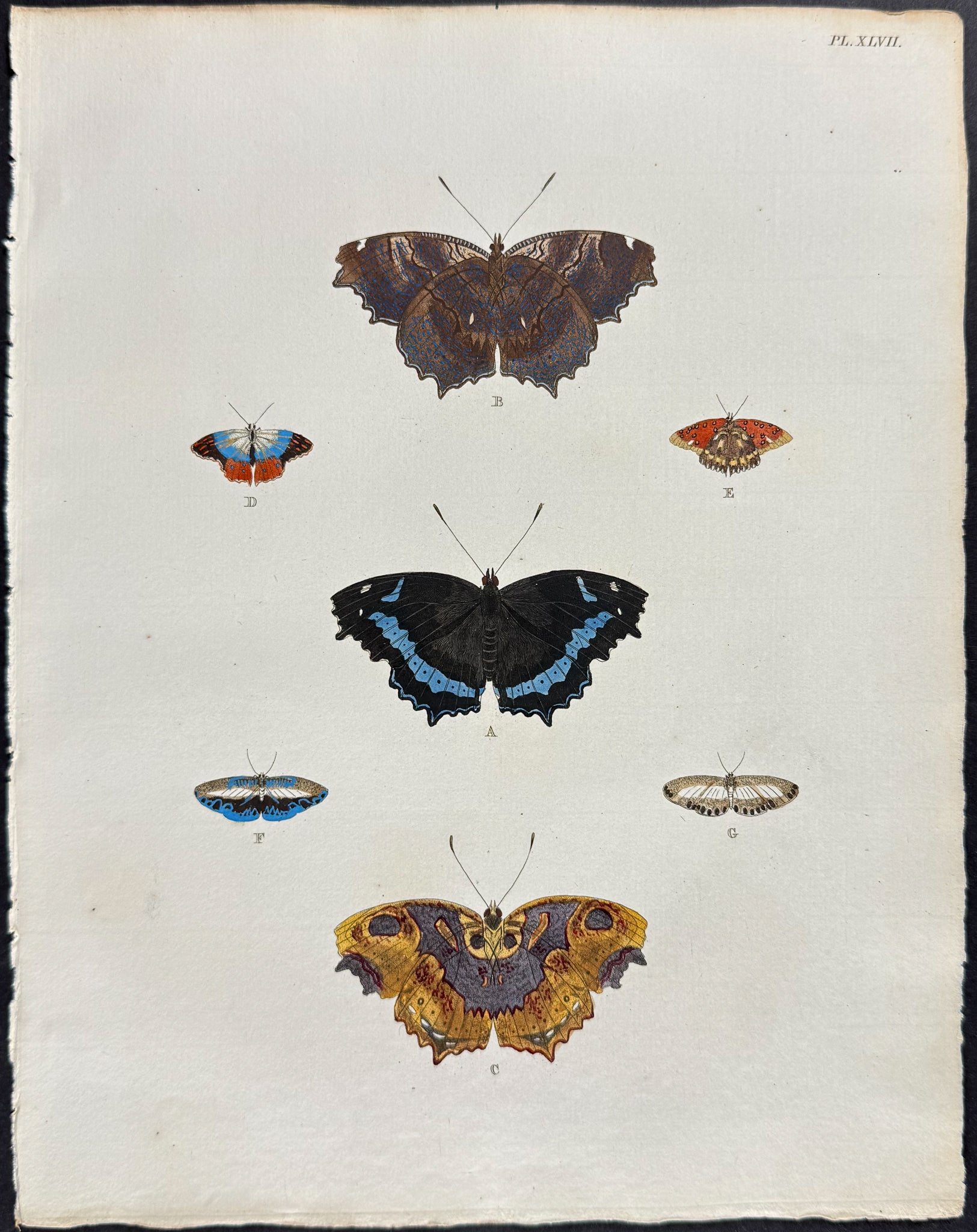 Butterfly & Moth