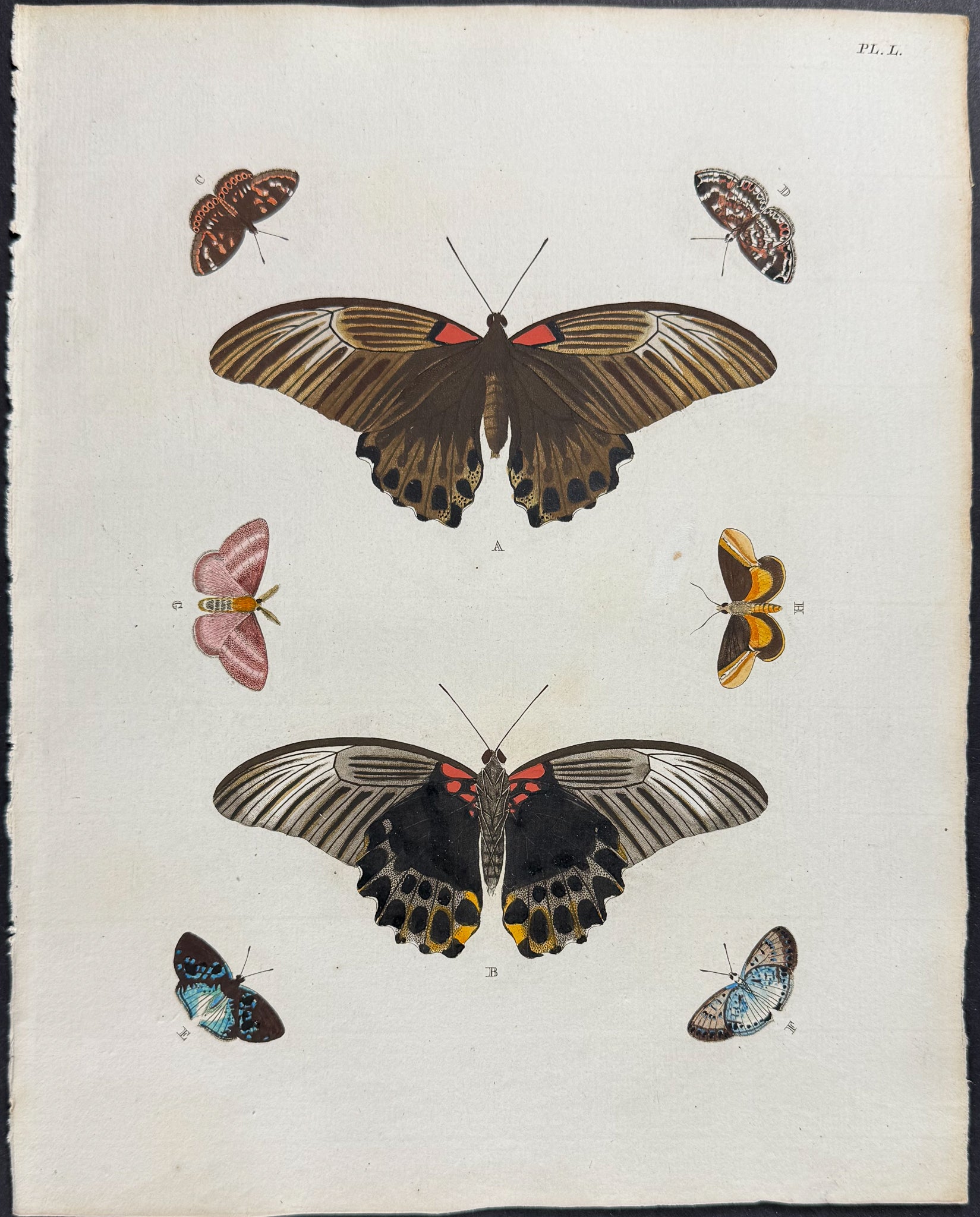 Butterfly & Moth