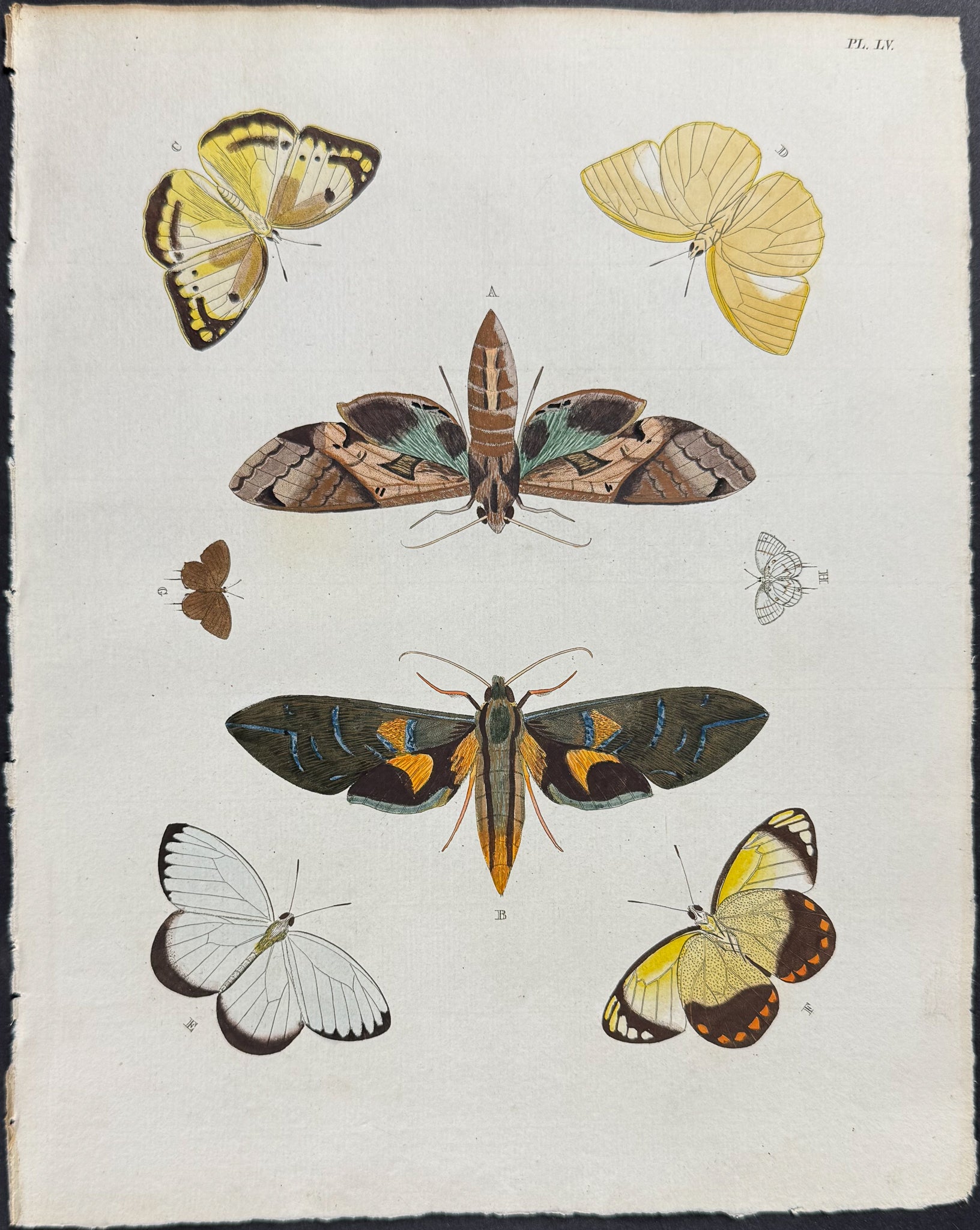 Butterfly & Moth