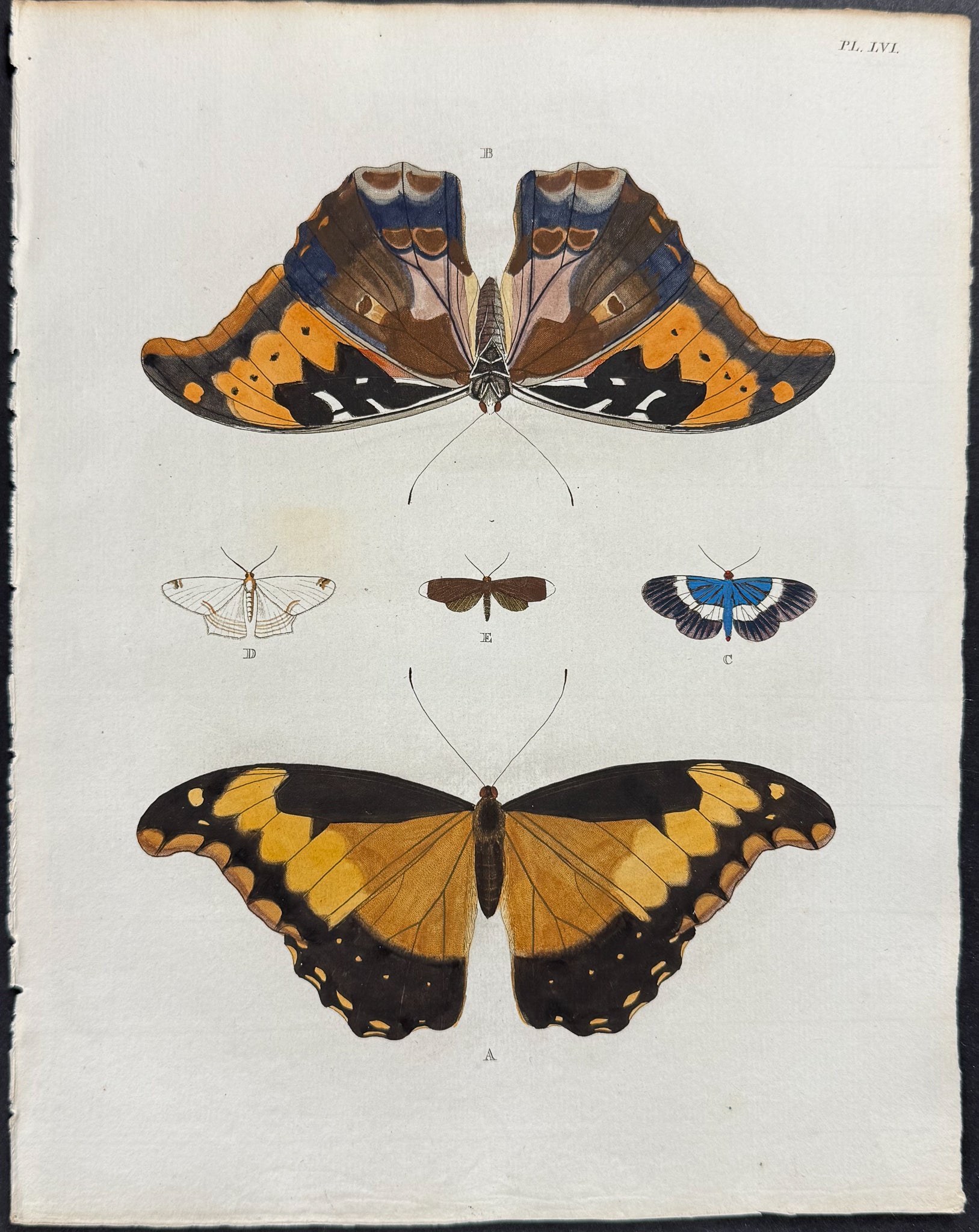 Butterfly & Moth
