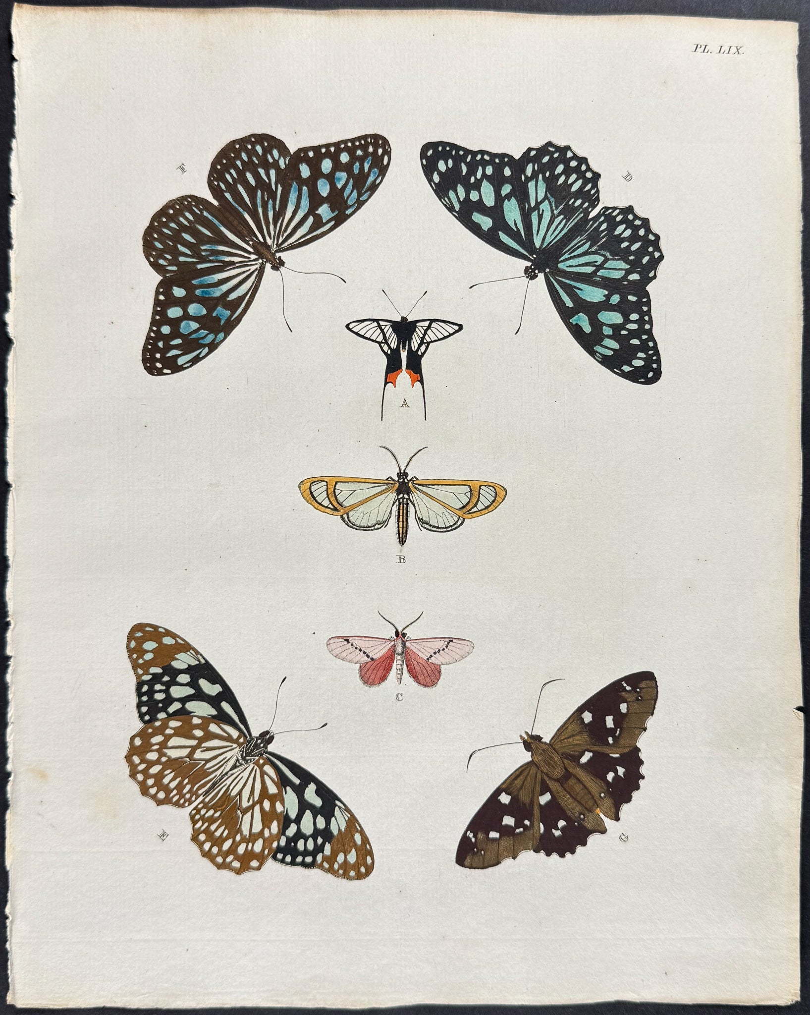 Butterfly & Moth