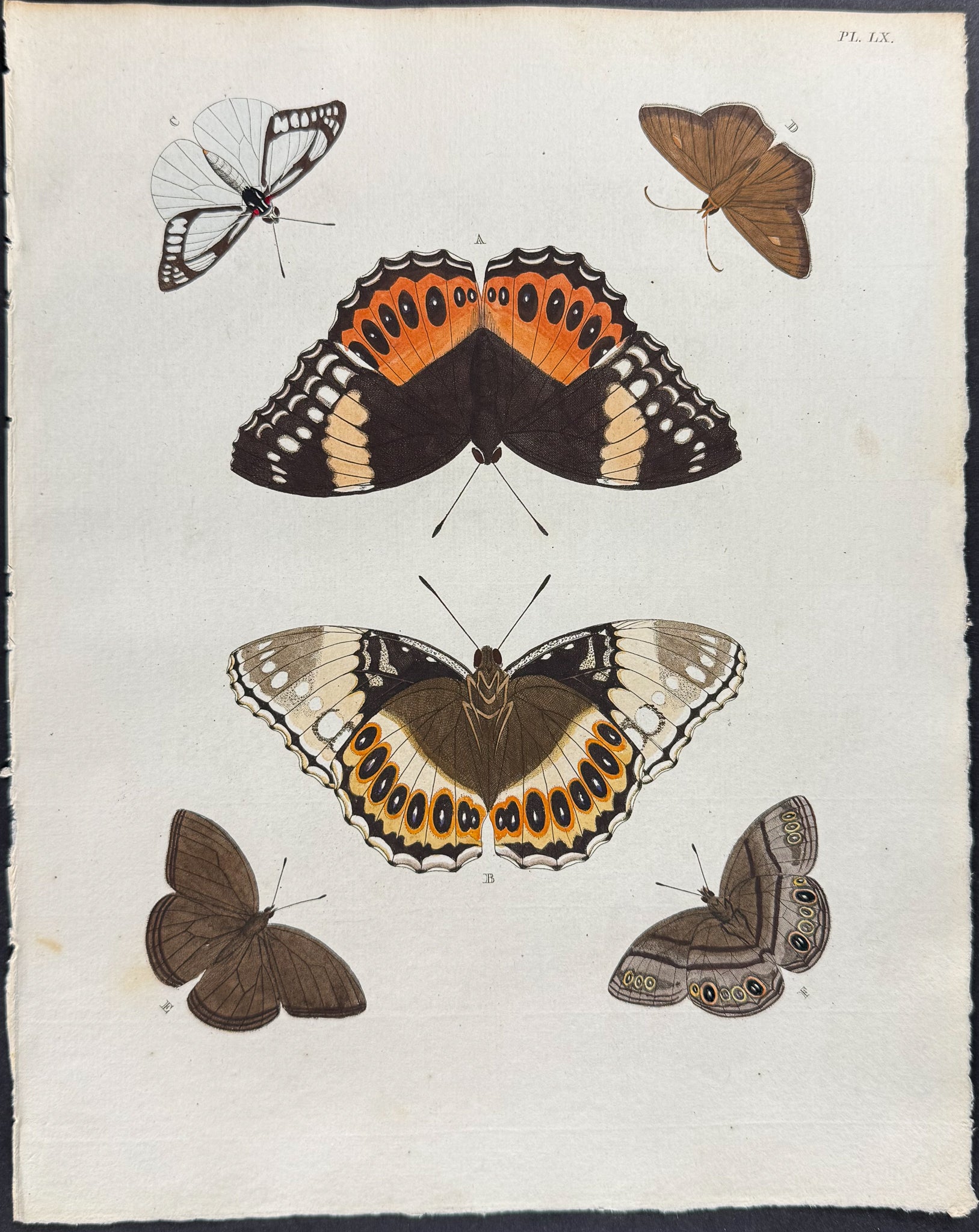 Butterfly & Moth