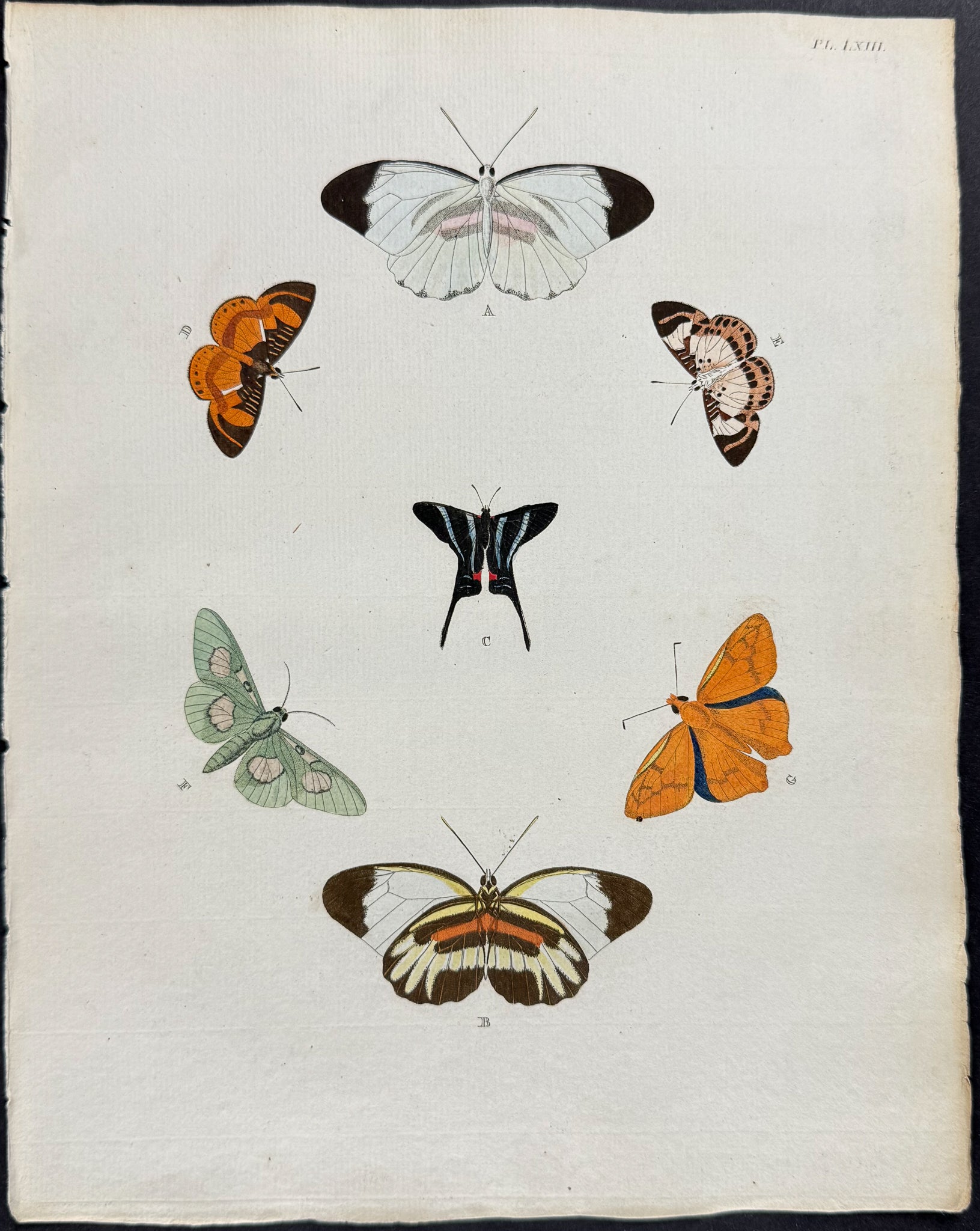 Butterfly & Moth