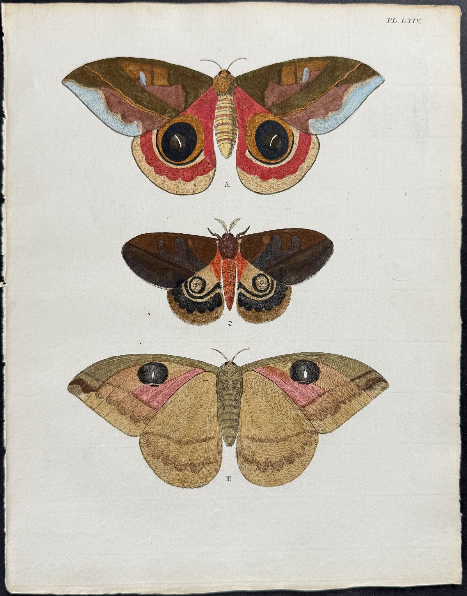 Moth