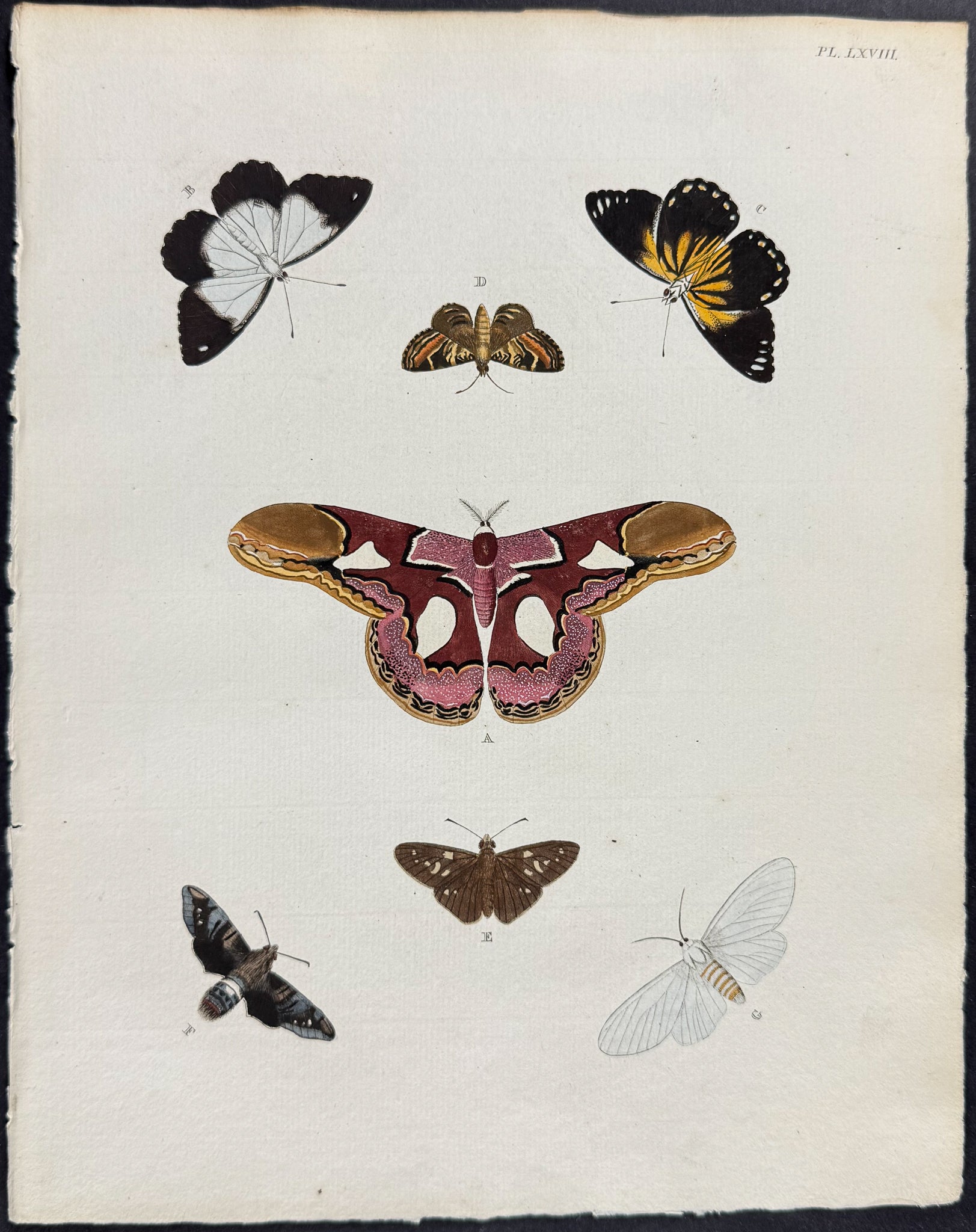 Butterfly & Moth
