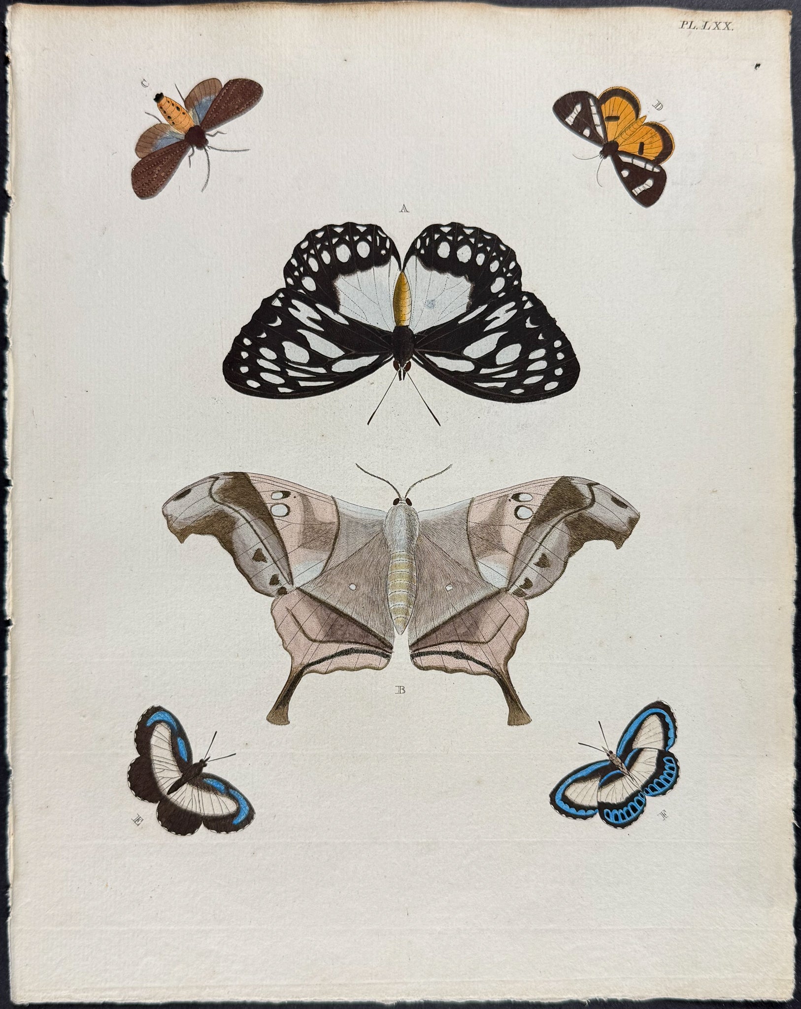 Butterfly & Moth