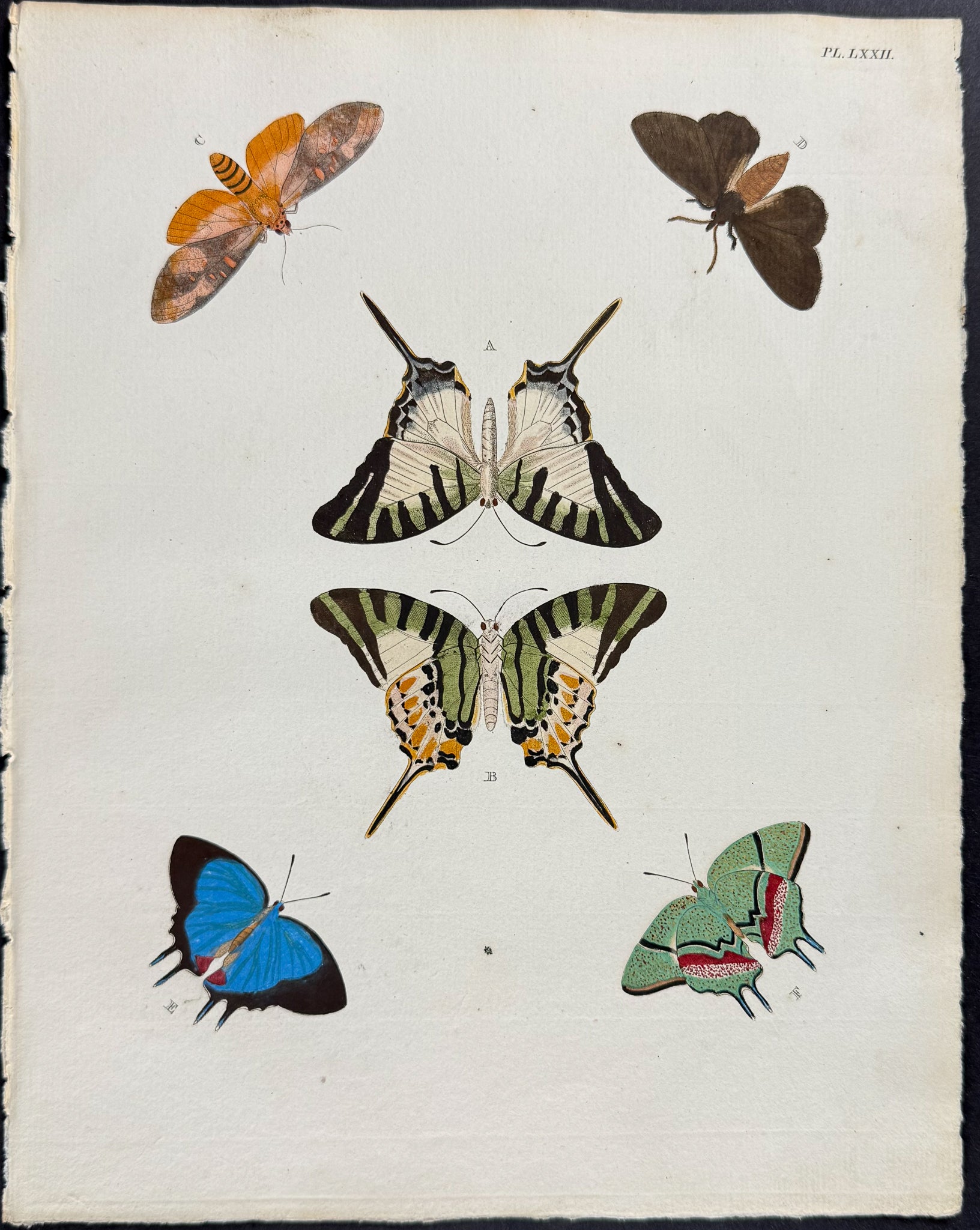 Butterfly & Moth