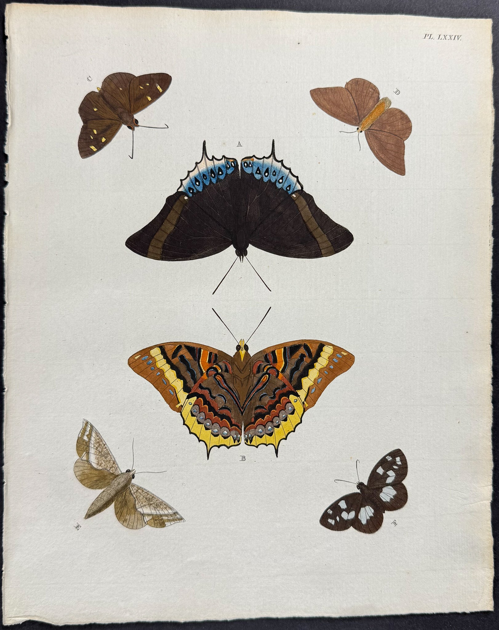 Butterfly & Moth