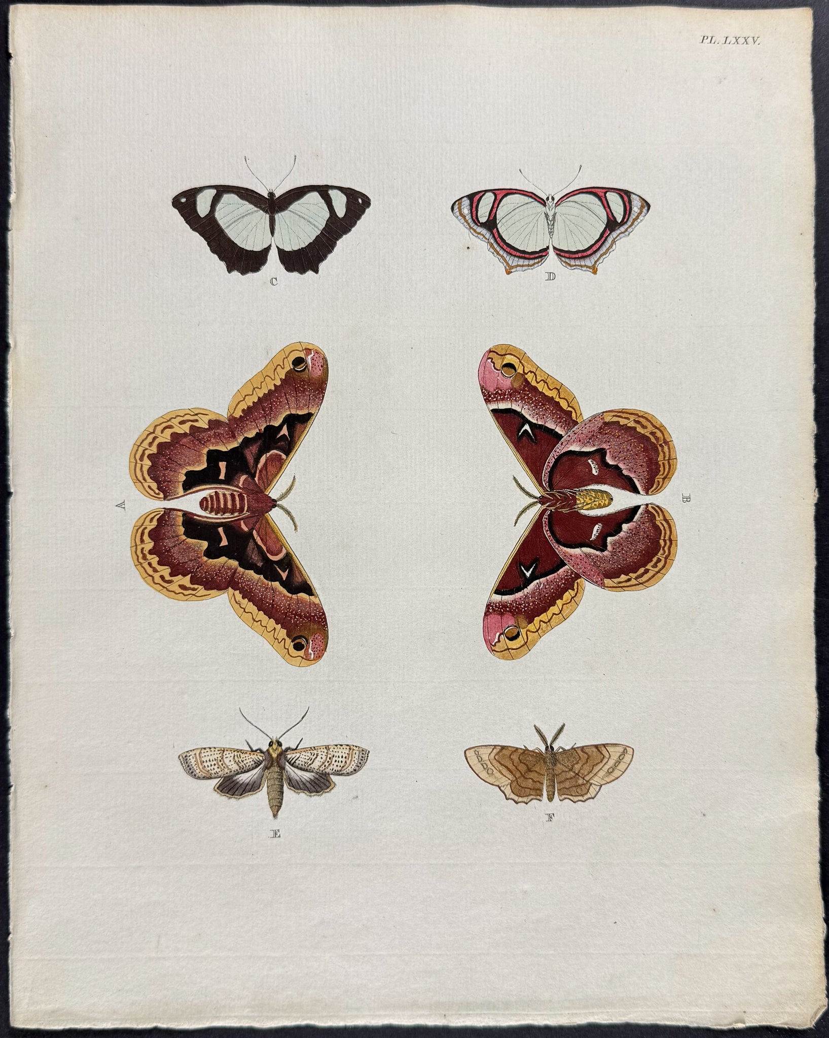 Butterfly & Moth