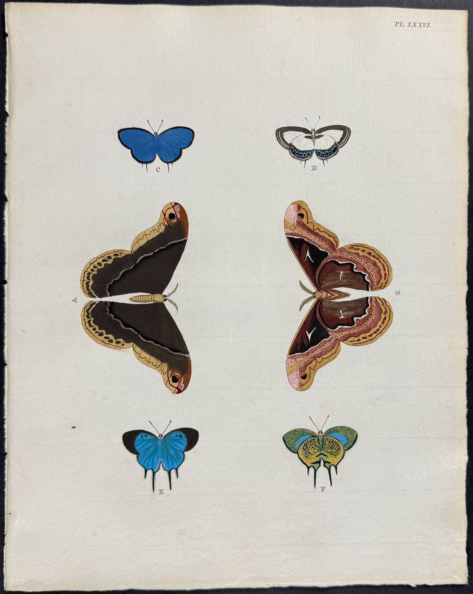 Butterfly & Moth