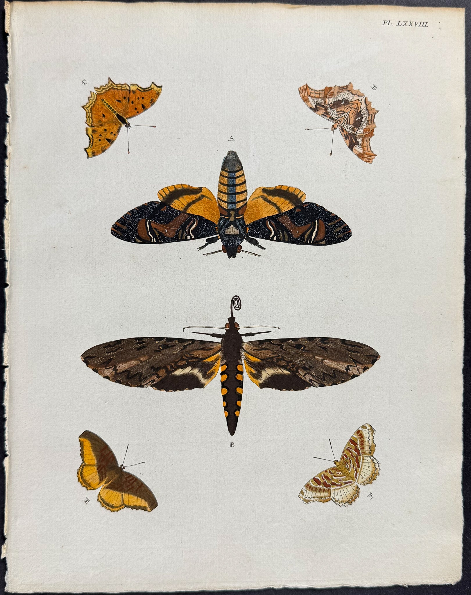 Spinx or Hawk Moth & Butterfly