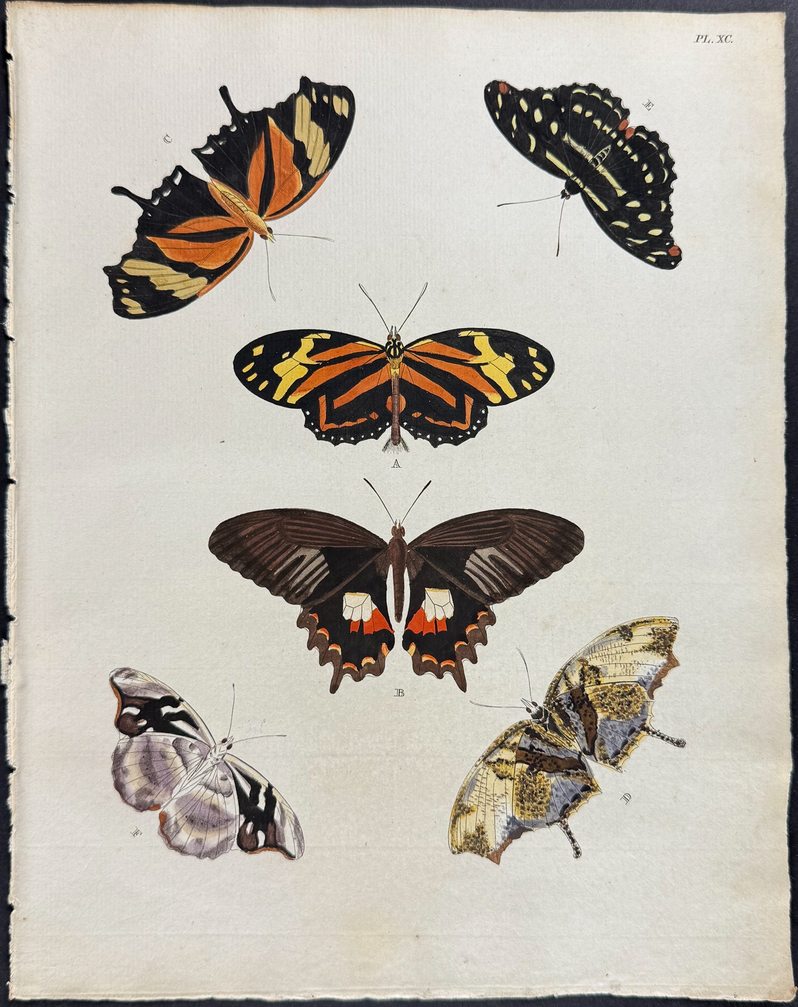 Butterfly & Moth