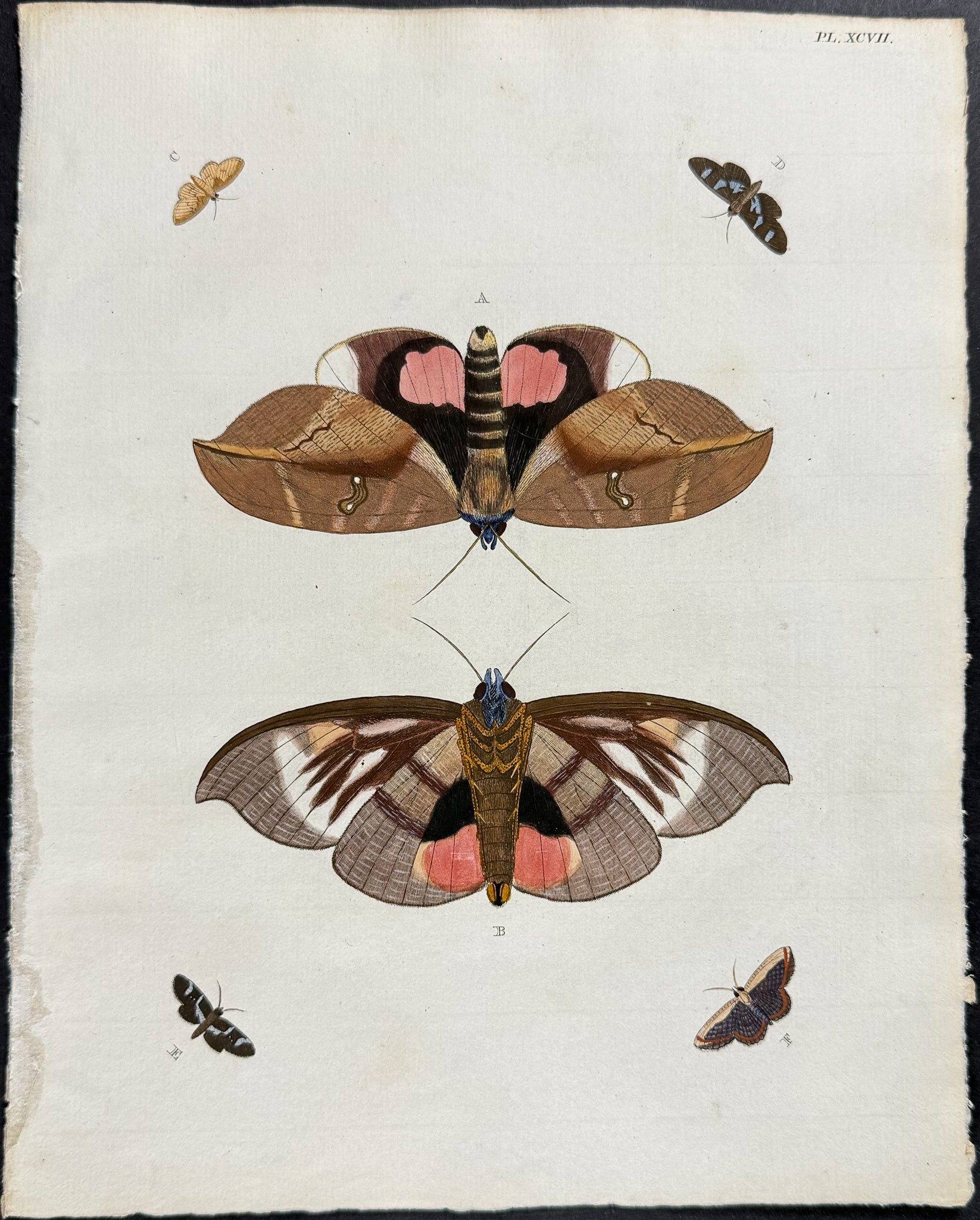 Moth