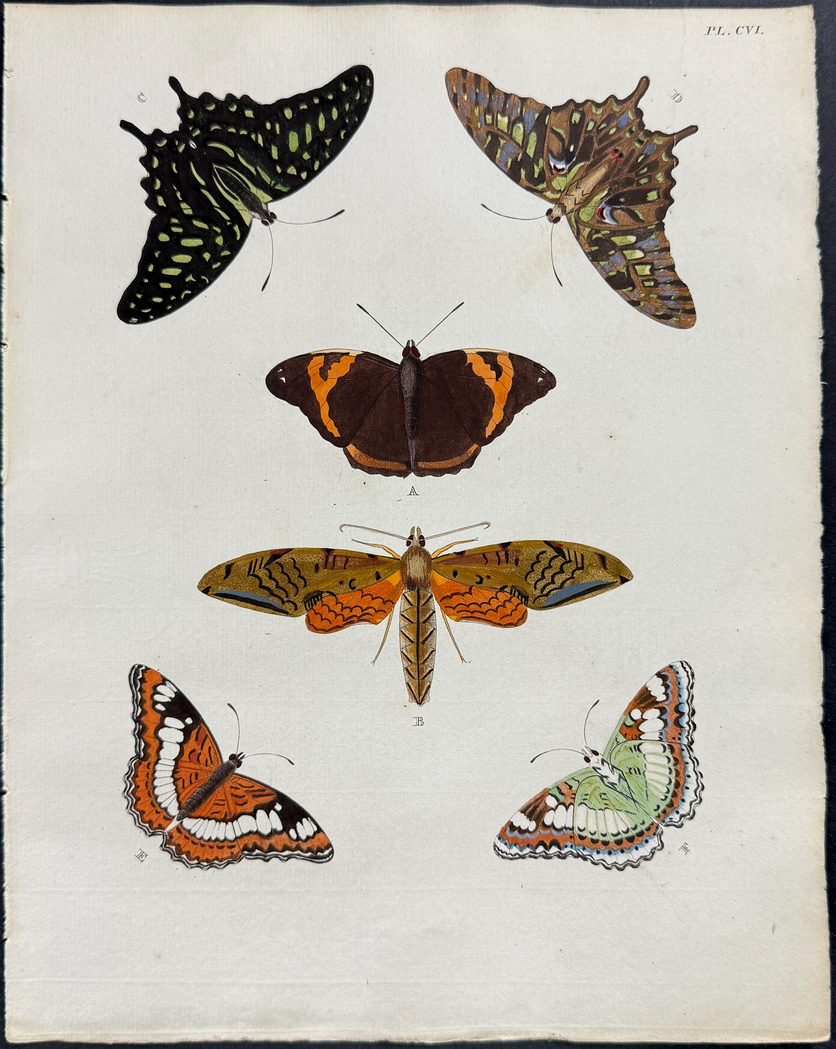 Butterfly & Moth