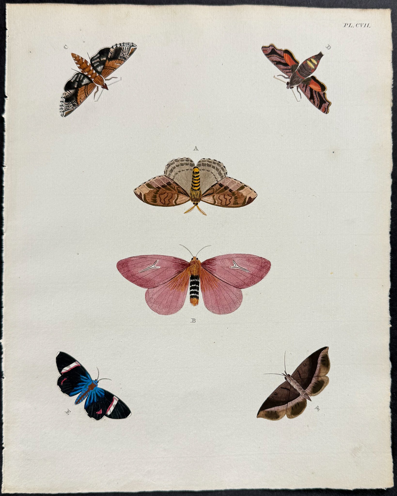 Moth