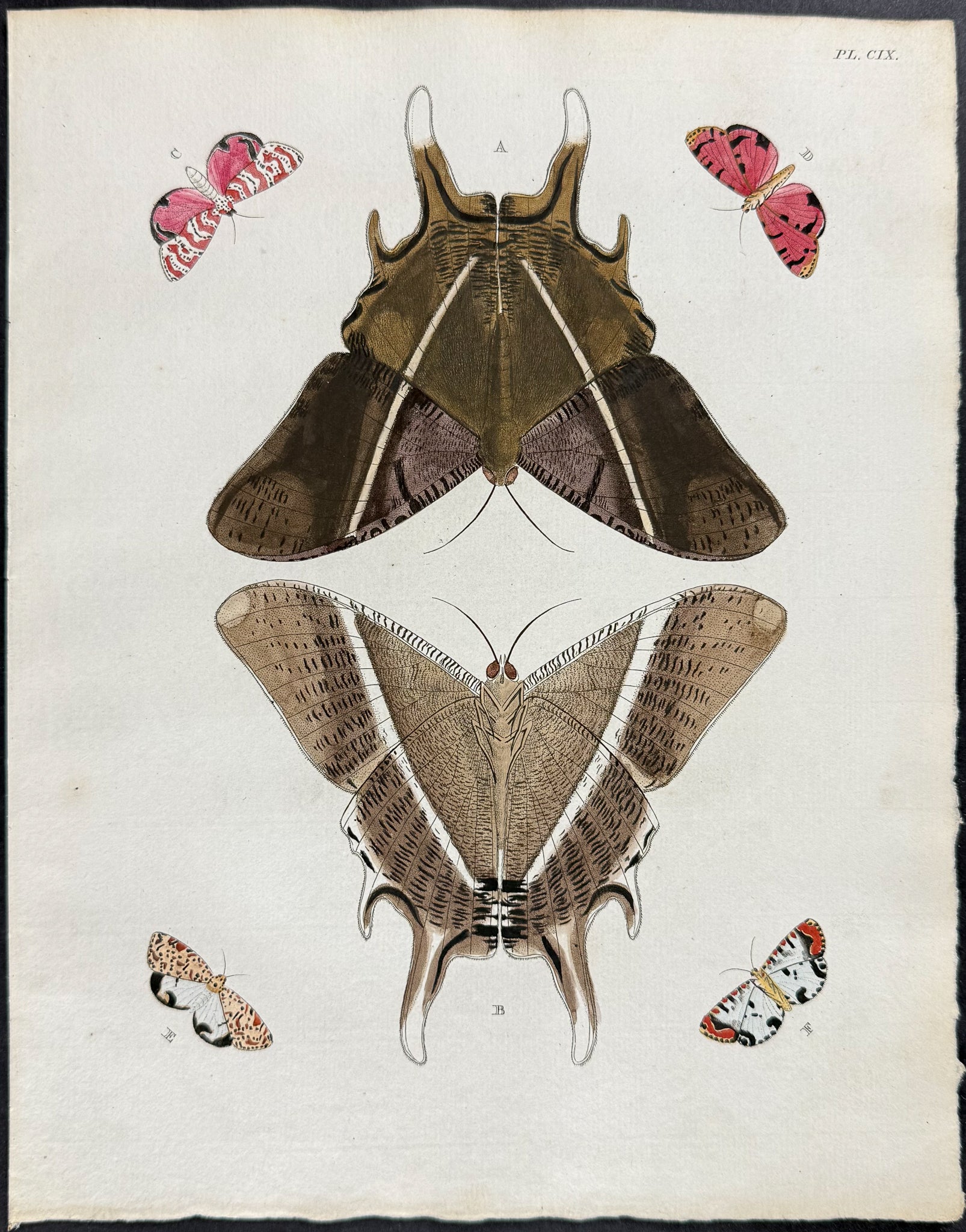 Moth