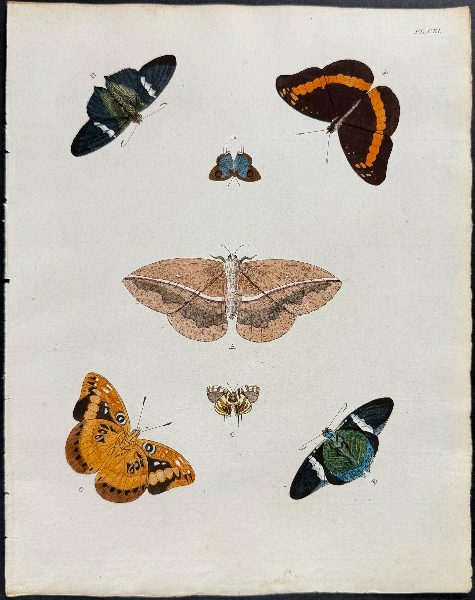 Butterfly & Moth