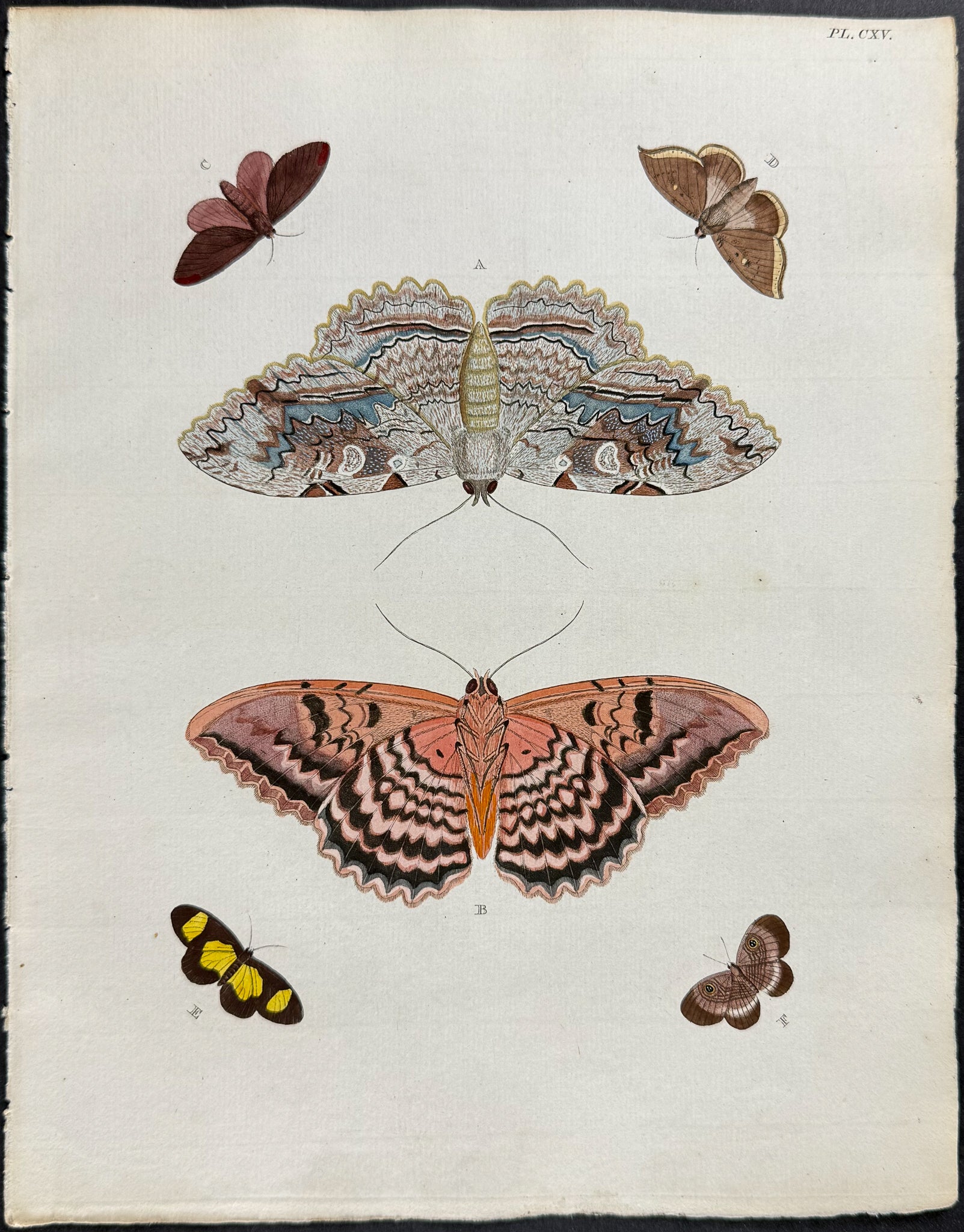 Butterfly & Moth