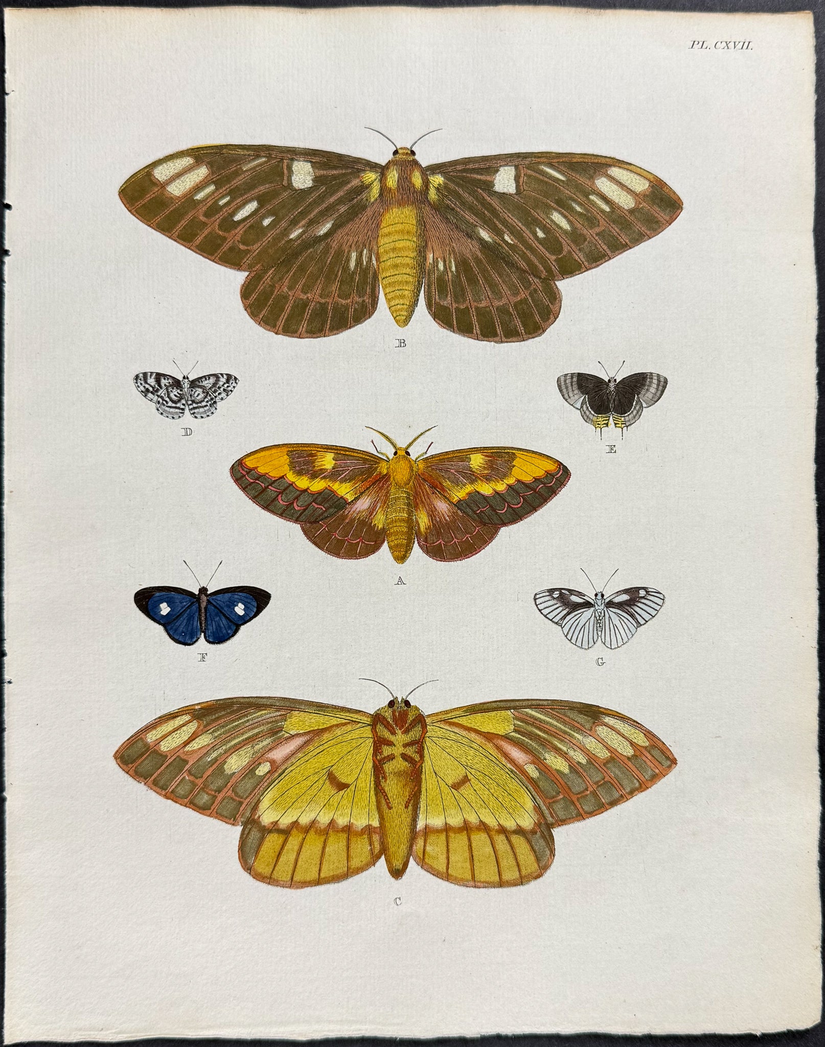 Butterfly & Moth