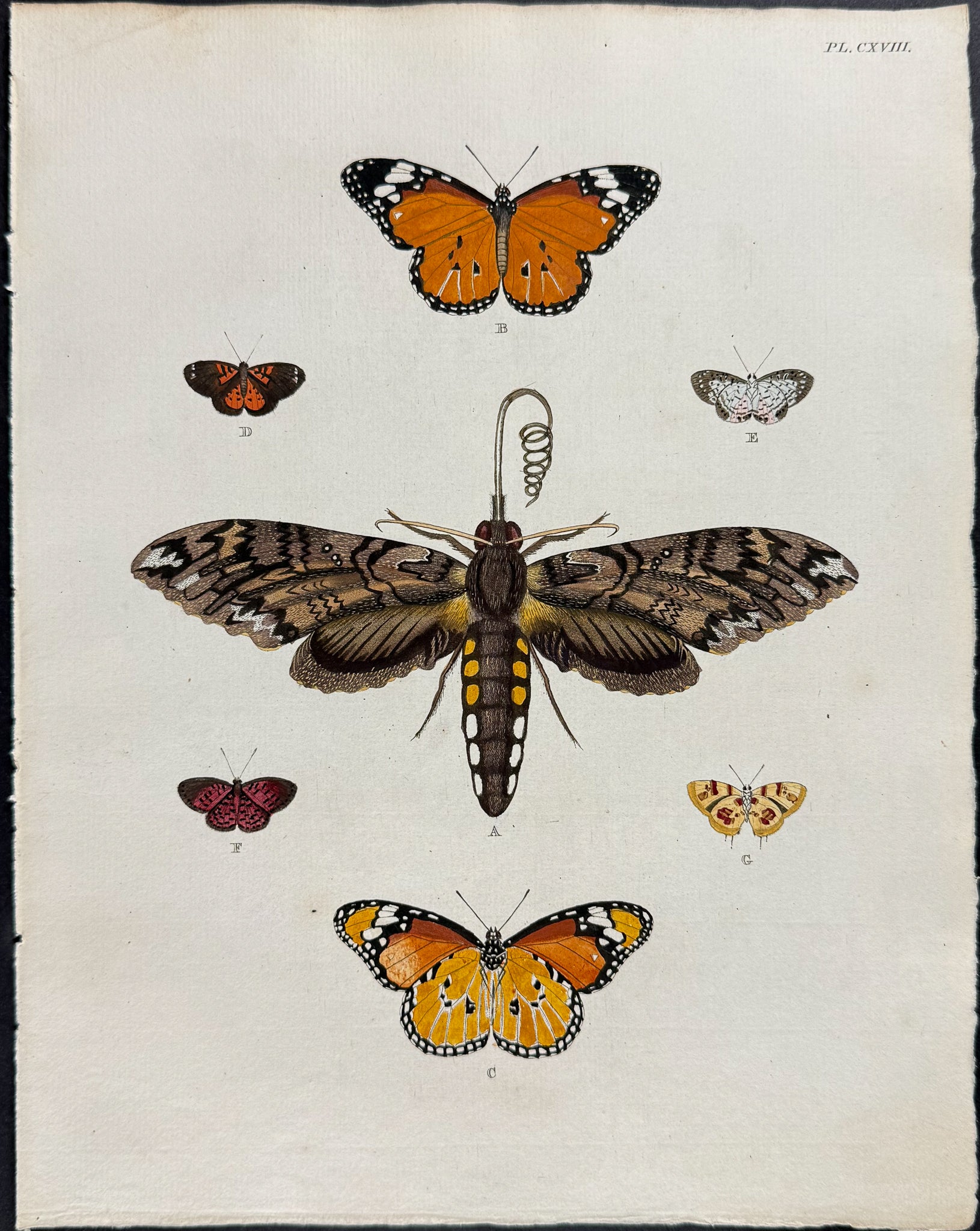 Butterfly & Moth