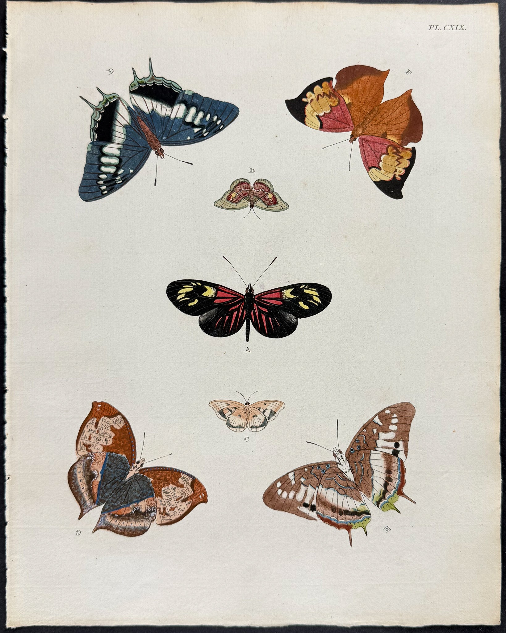 Butterfly & Moth