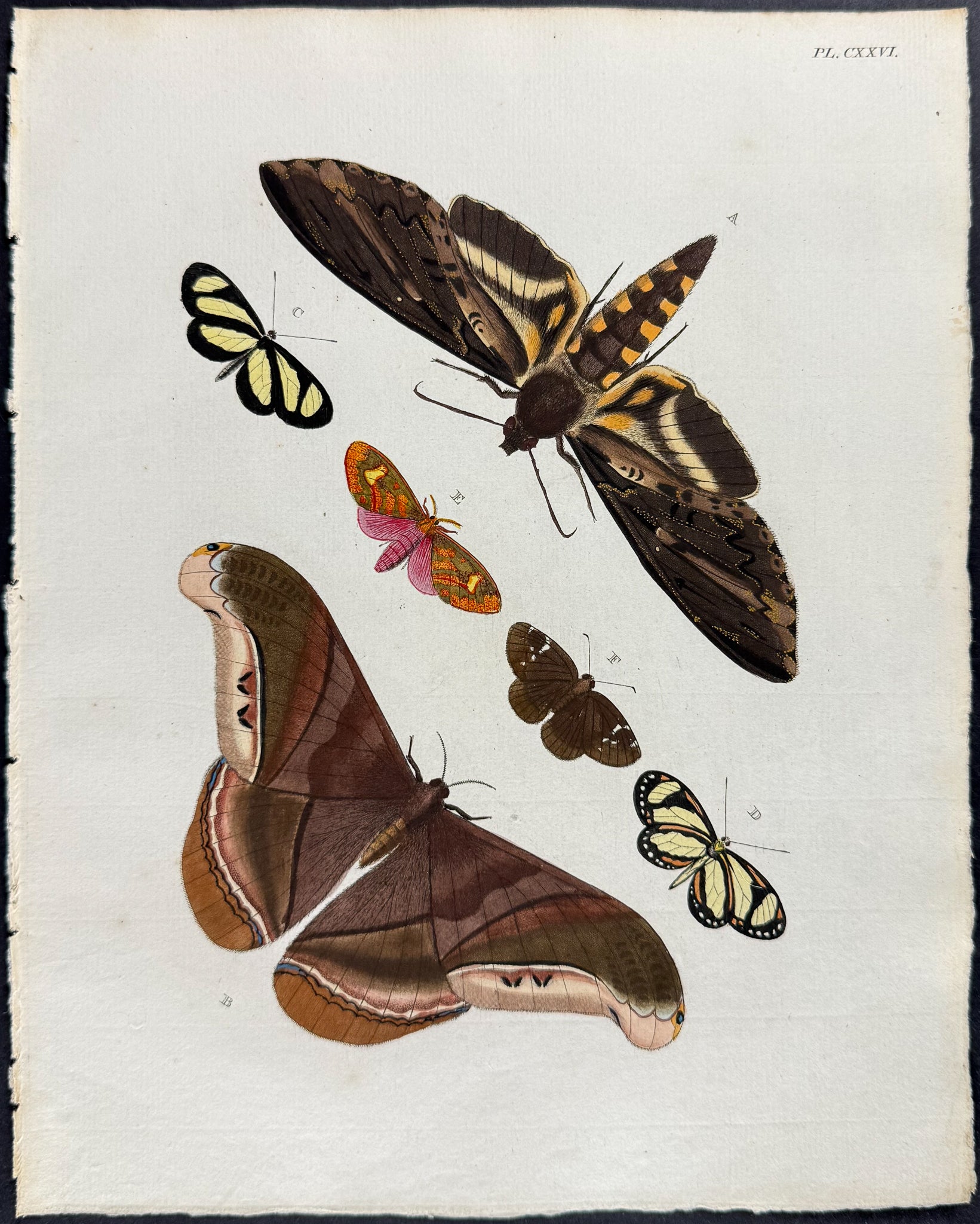 Butterfly & Moth