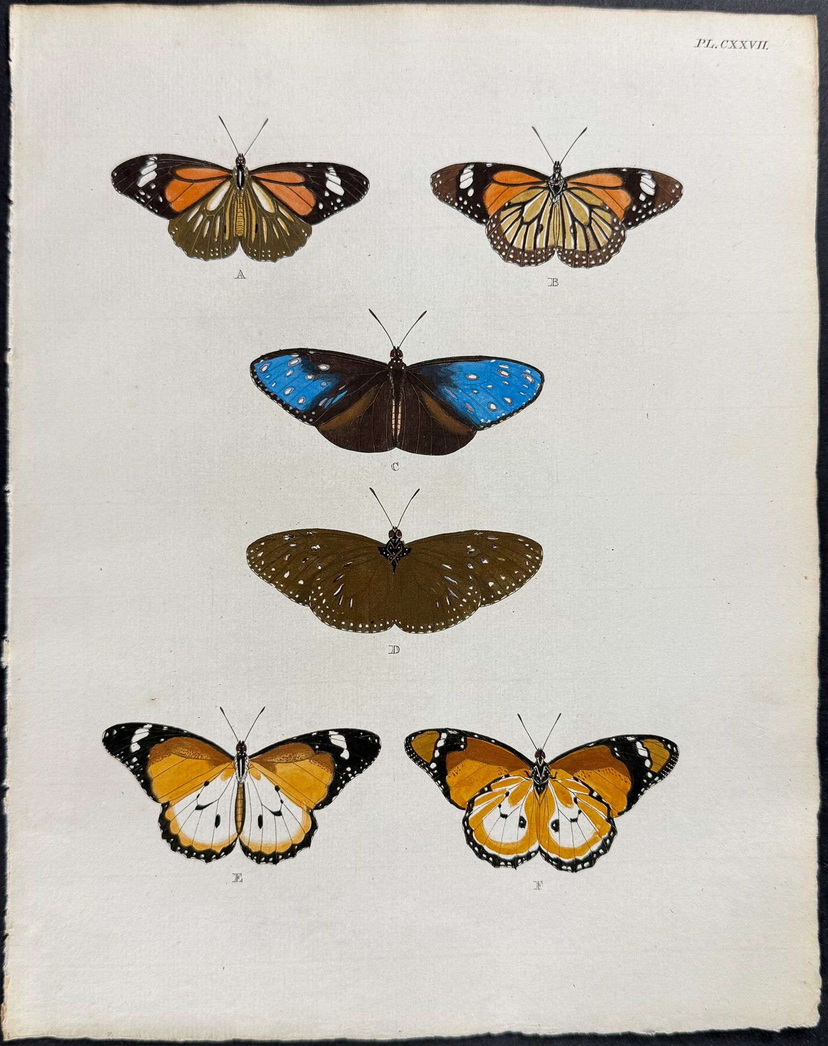 Butterfly