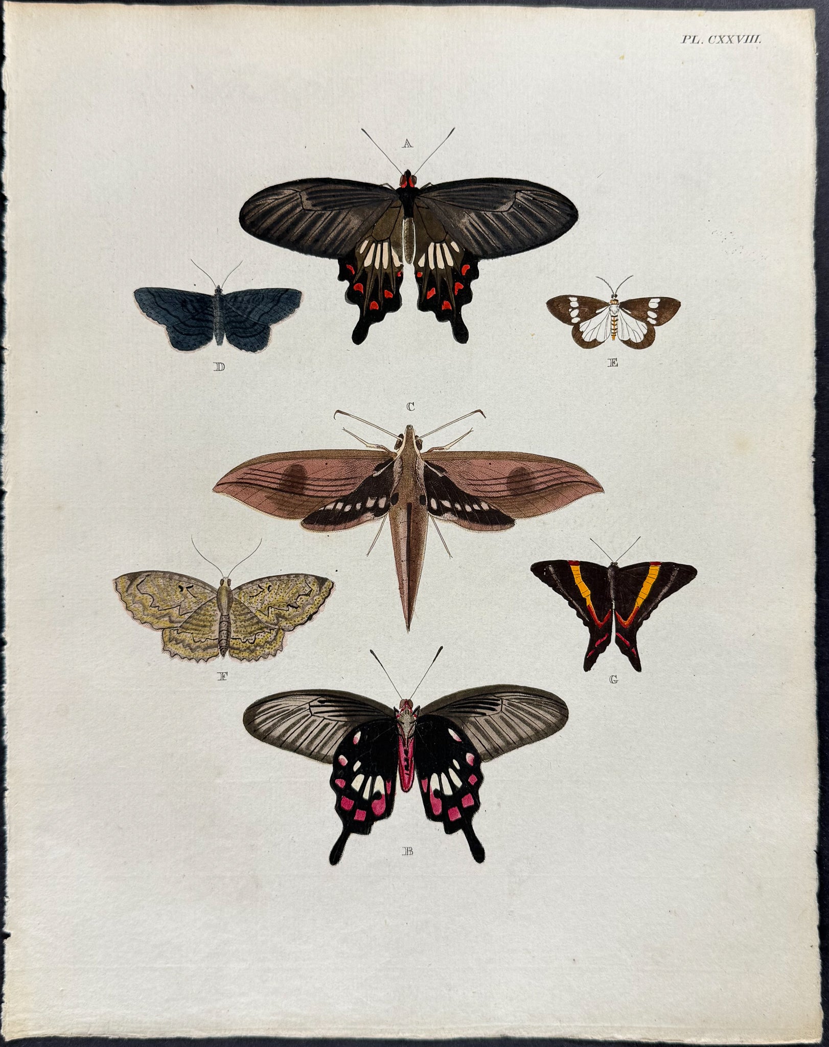 Butterfly & Moth