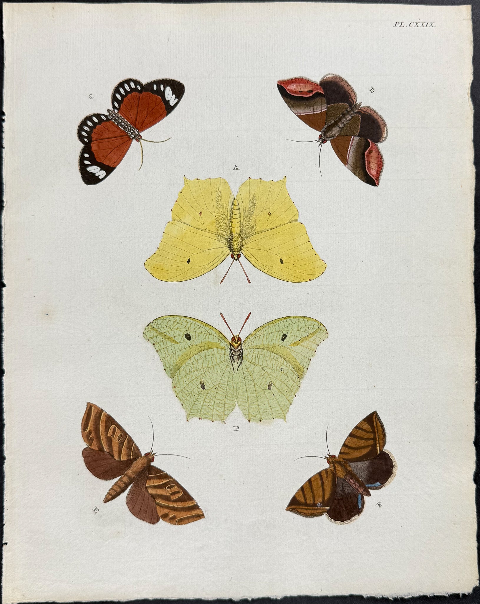 Butterfly & Moth