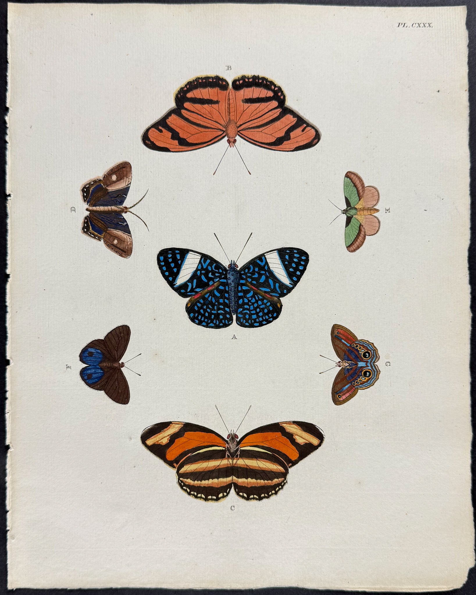 Butterfly & Moth