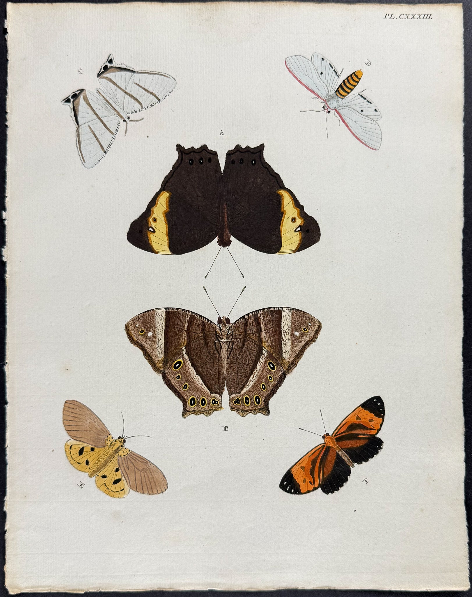 Butterfly & Moth