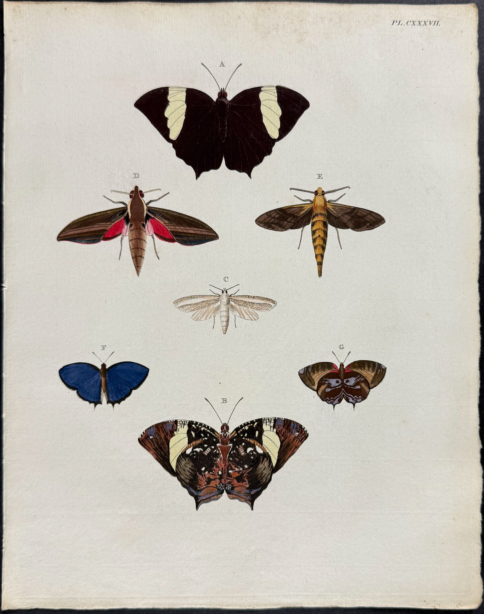 Butterfly & Moth
