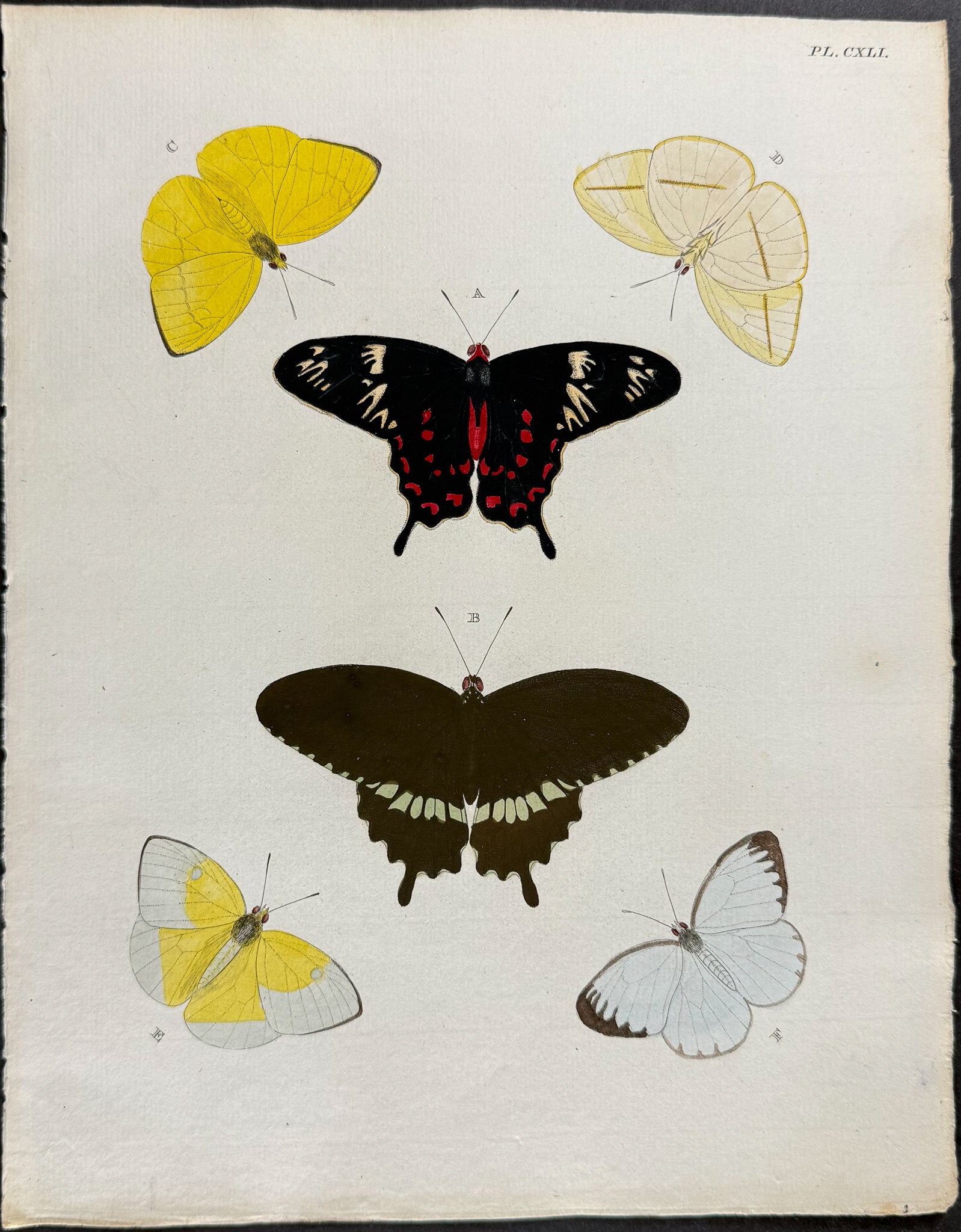 Butterfly