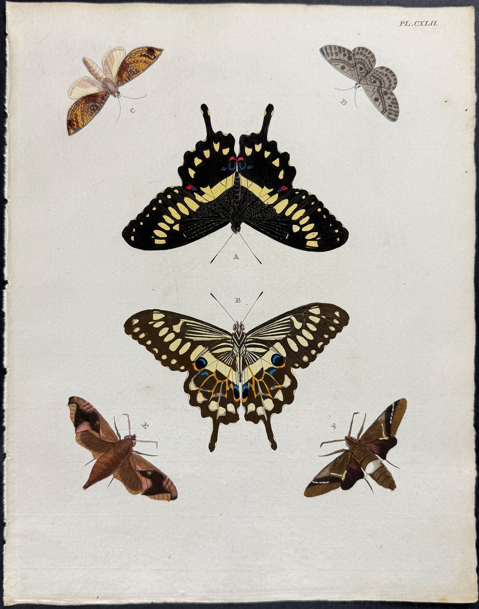 Butterfly & Moth