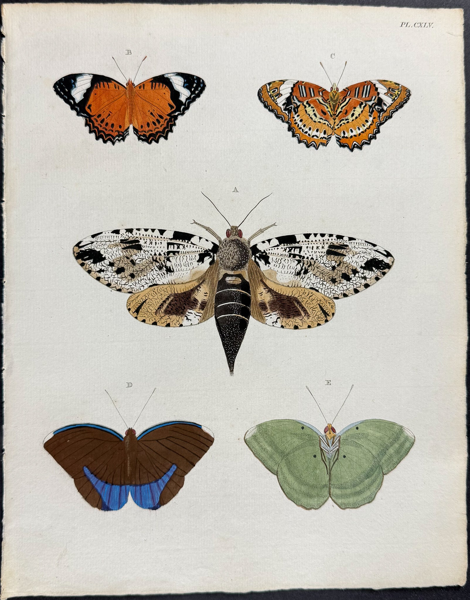 Butterfly & Moth