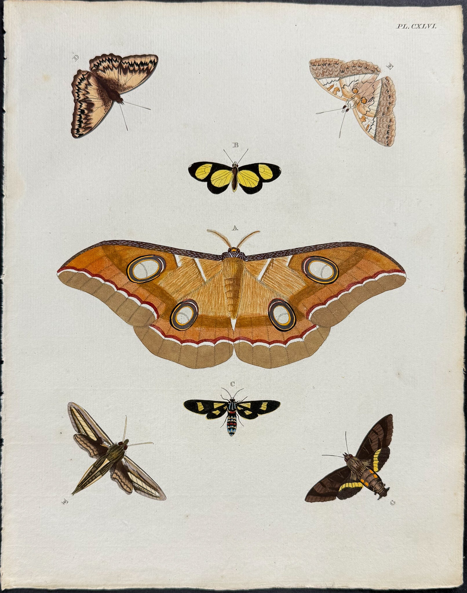 Butterfly & Moth