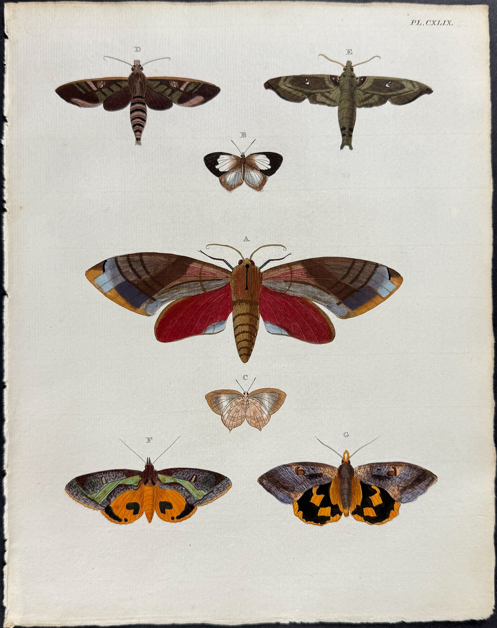 Butterfly & Moth