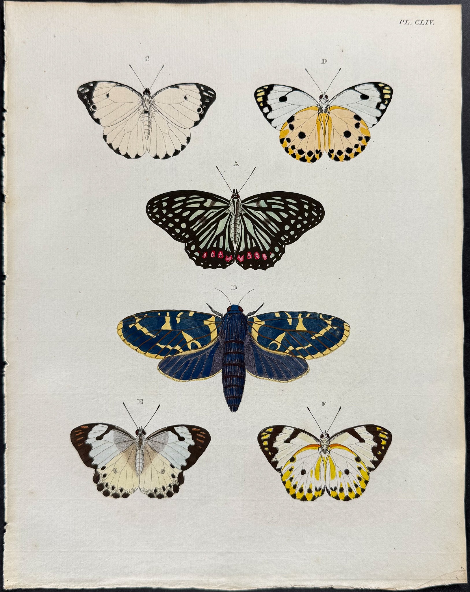 Butterfly & Moth